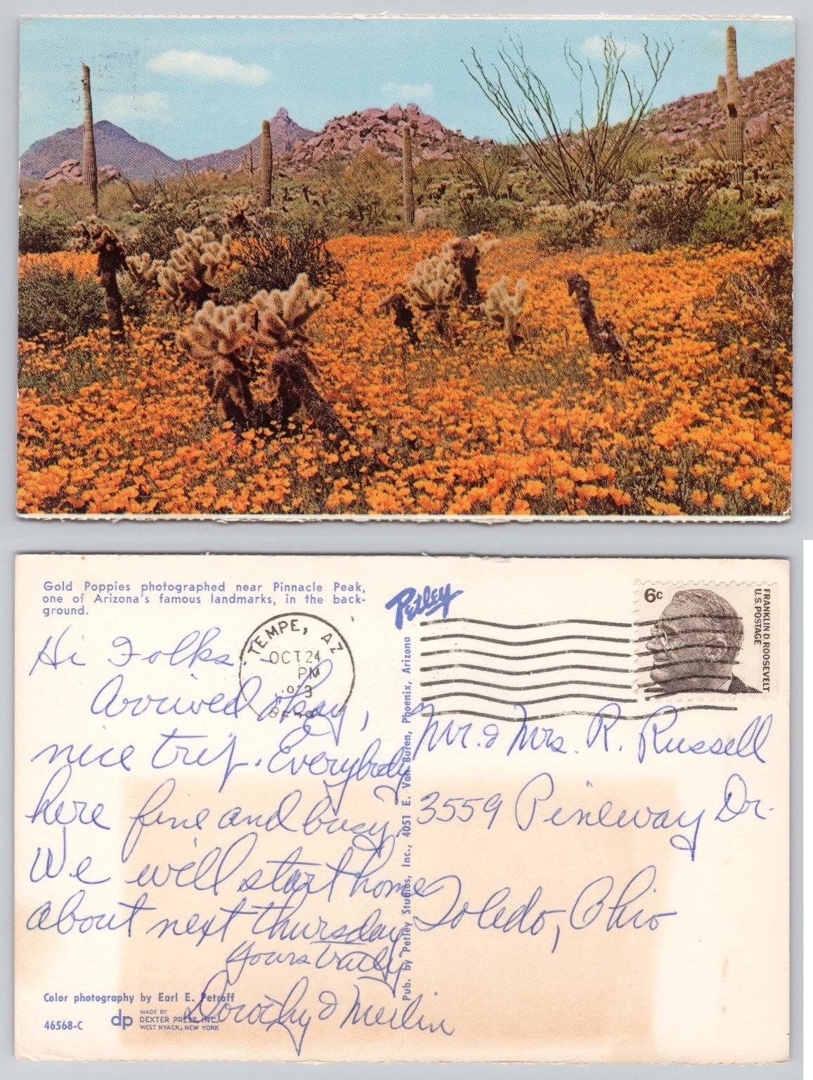 1969 Gold Poppies Pinnacle Peak Arizona Desert Landscape Postcard Tempe AZ