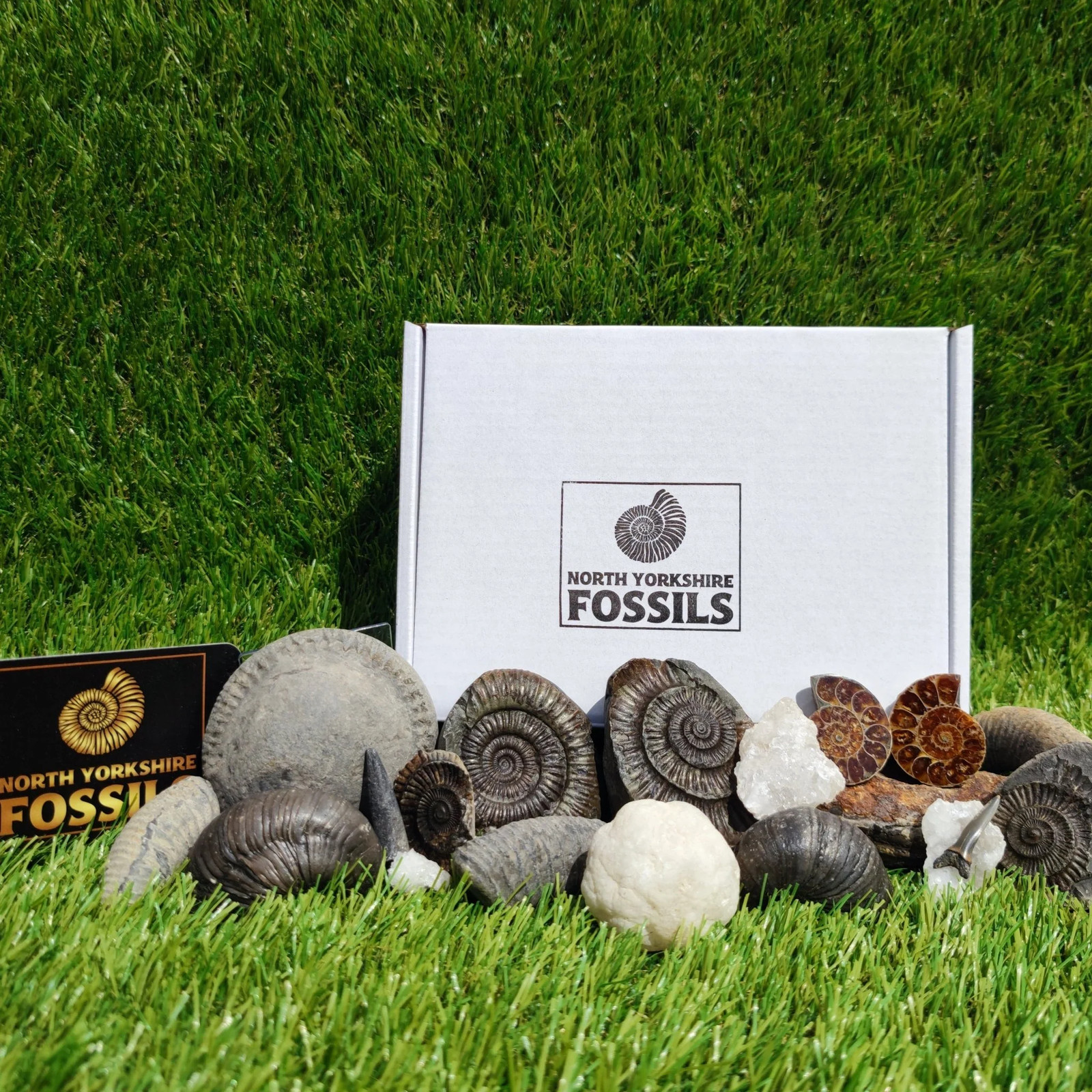 Super deluxe fossil box