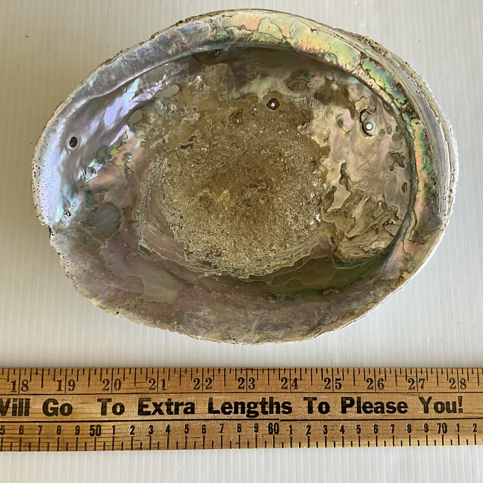 Vintage Abalone Shell Massive 8-3/4\