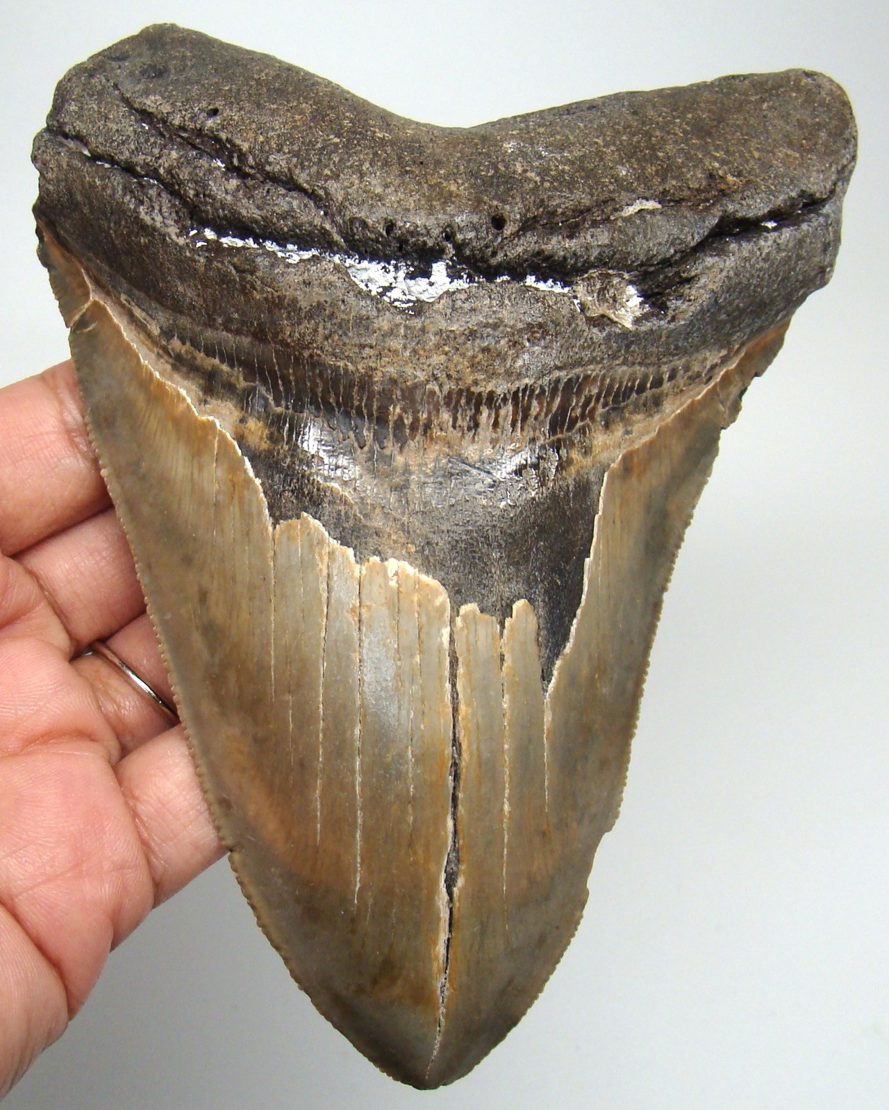 MEGALODON Shark tooth Real Fossil XXL 5.21” Huge Shark teeth - NO Restorations