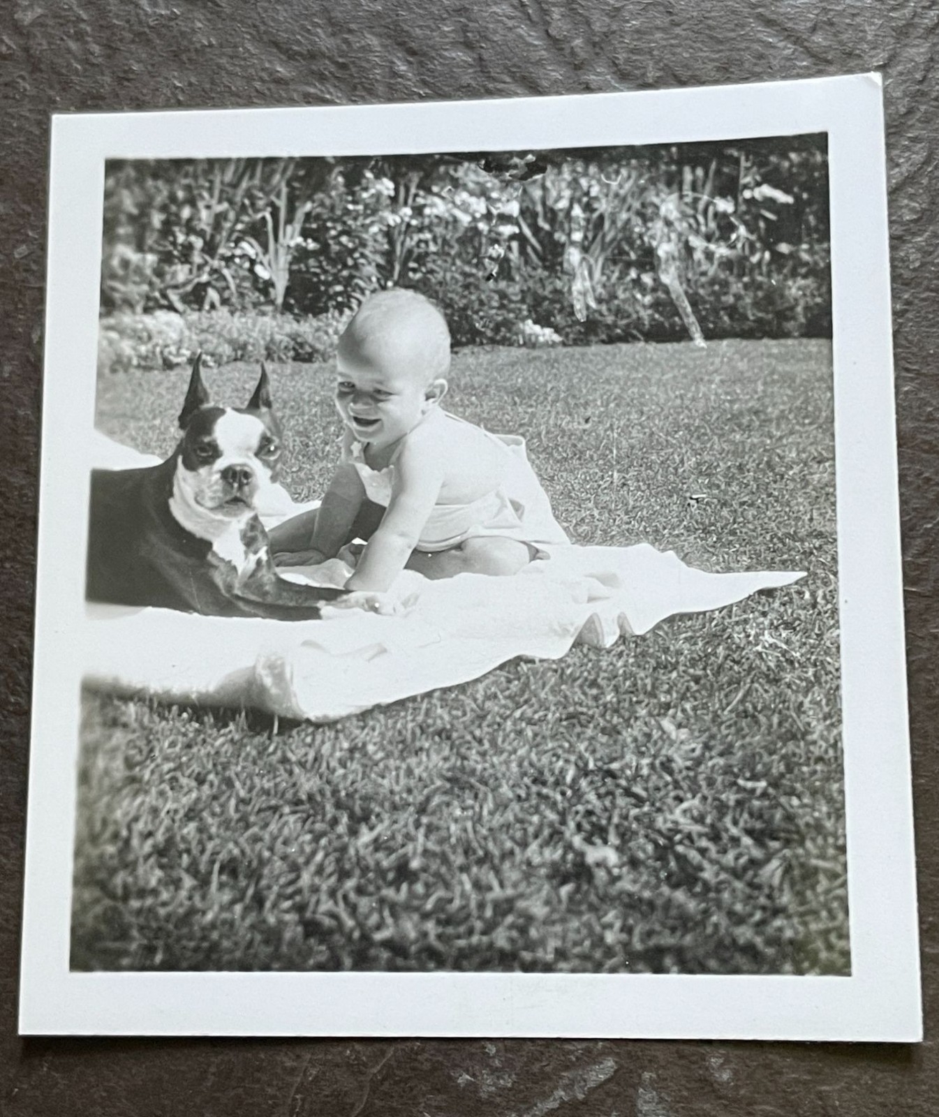 Rare 1940s Photo Boston Terrier Dog Cropped Ears Laughing Baby Lawn Garden Snaps