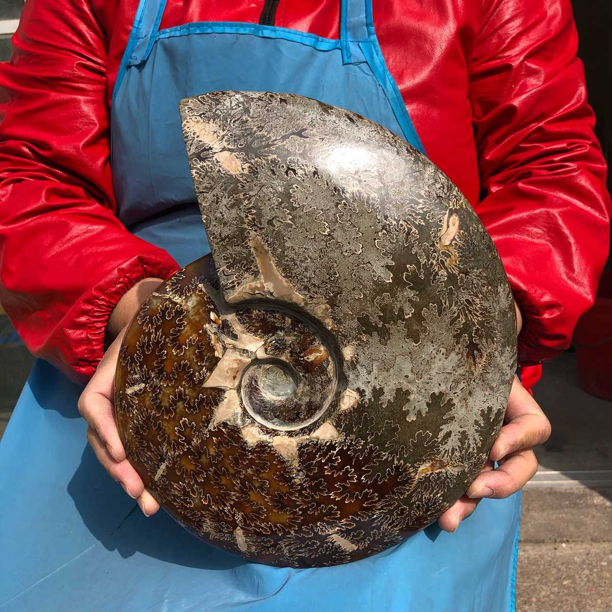 8.55LB Large Natural Beautiful Ammonite Fossil Conch Crystal Specimen Healing