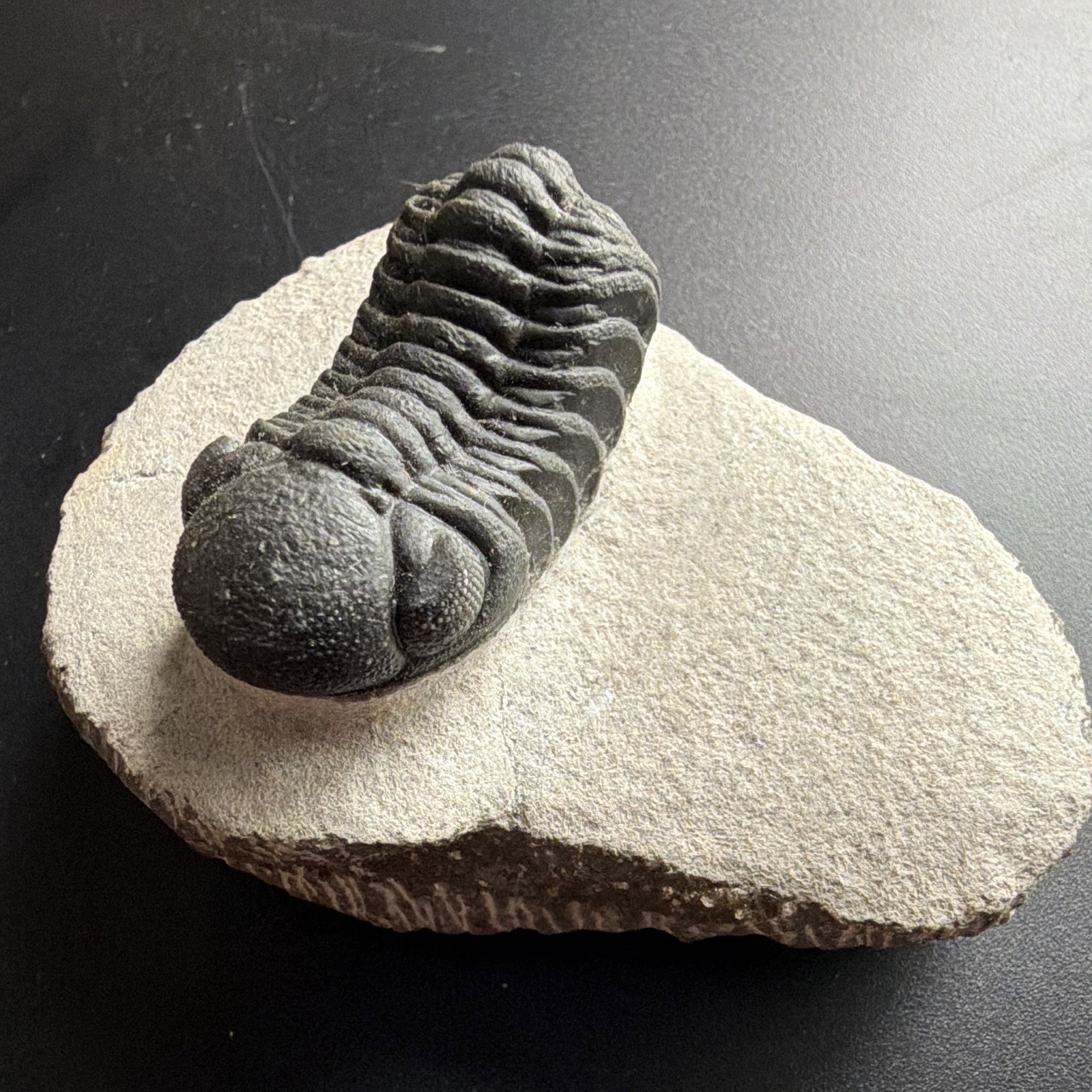 Phacops sp. Trilobite Fossil Specimen on Matrix from Morocco Phacops sp. Trilobite Fossil Specimen on Matrix from Morocco