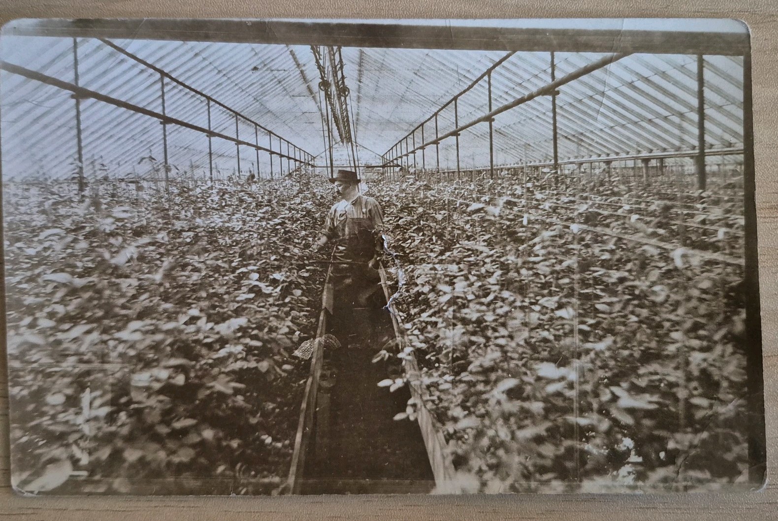 Antique RPPC Postcard Greenhouse Interior Worker Occupational 1905-1915 AZO