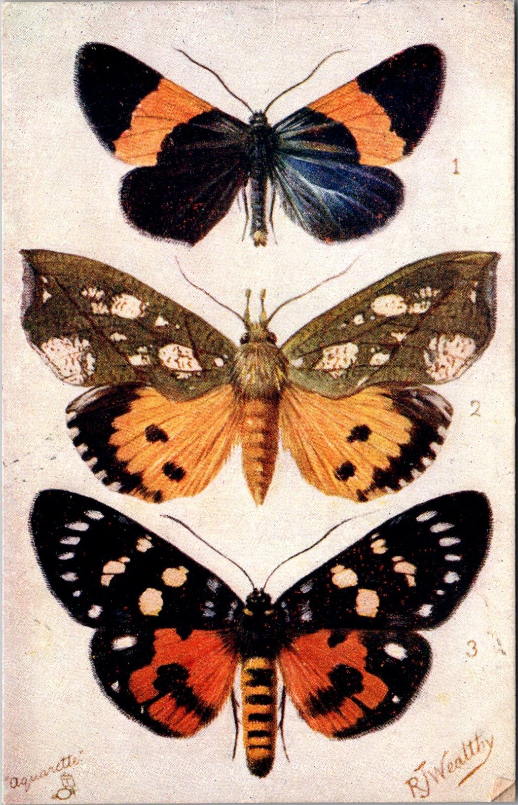 British Butterflies and Moths Tuck 9262 Vintage Postcard N07