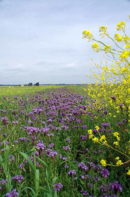 Photo 6x4 A Splash of Colour on Wallasea Island Paglesham Eastend Any hel c2017 Photo 6x4 A Splash of Colour on Wallasea Island Paglesham Eastend Any hel c2017