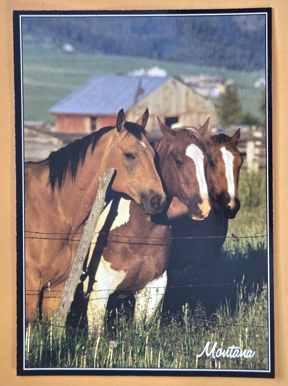 Postcard MT. Fauna/ Horses. Montana 