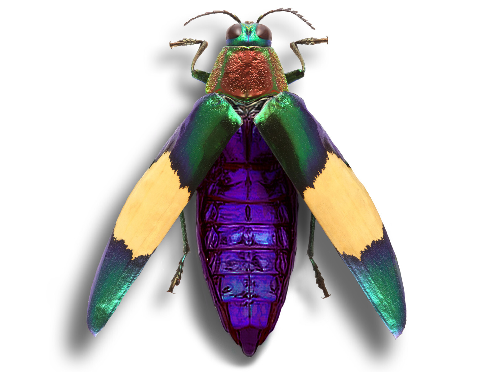 Chrysochroa saundersii XL +50mm Beautiful Jewel Beetle saundersi Unmounted USA