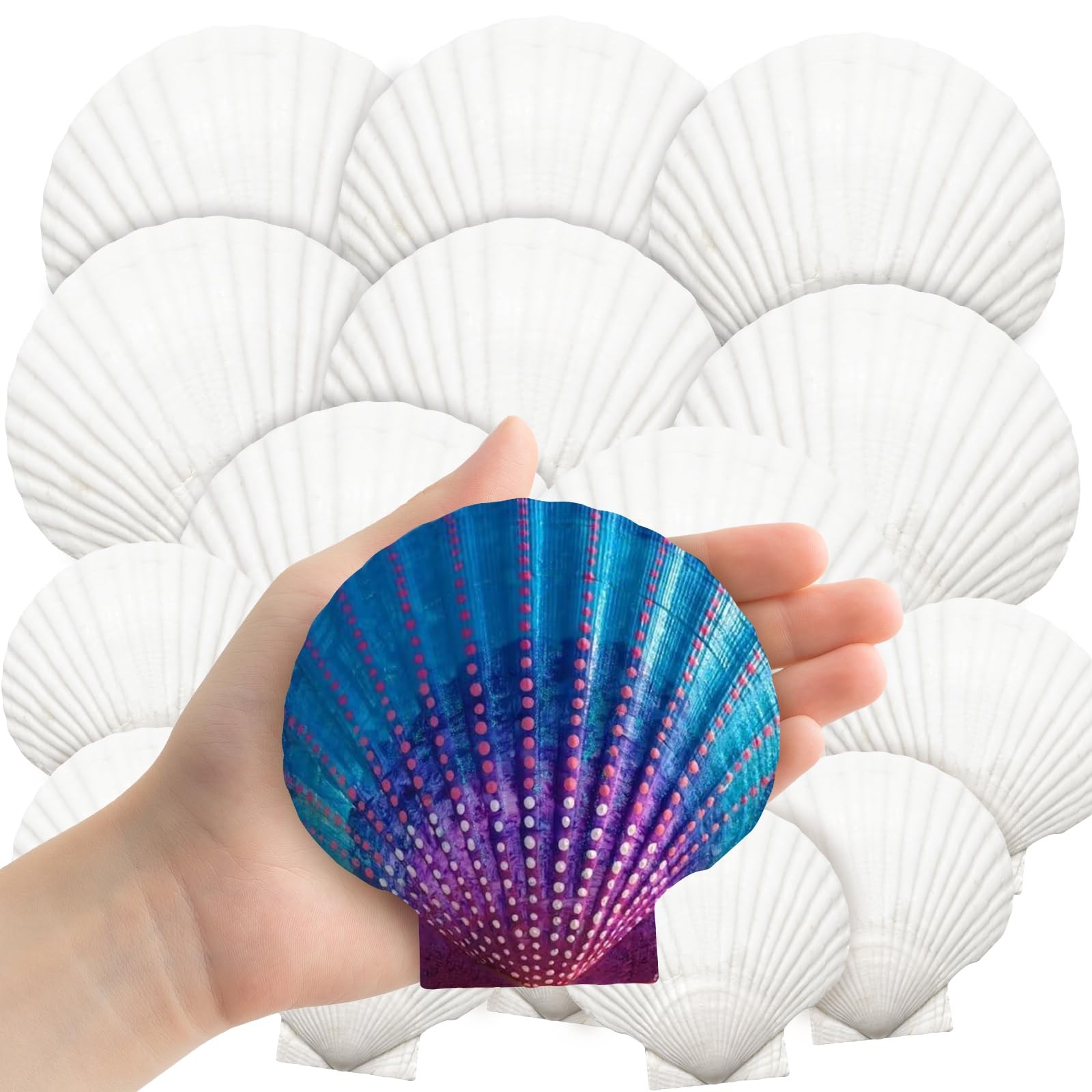 18PCS Large Natural Scallop Shells,2''3'' 4''5'' White Seashells Bulk for Cra... 18PCS Large Natural Scallop Shells,2''3'' 4''5'' White Seashells Bulk for Cra...