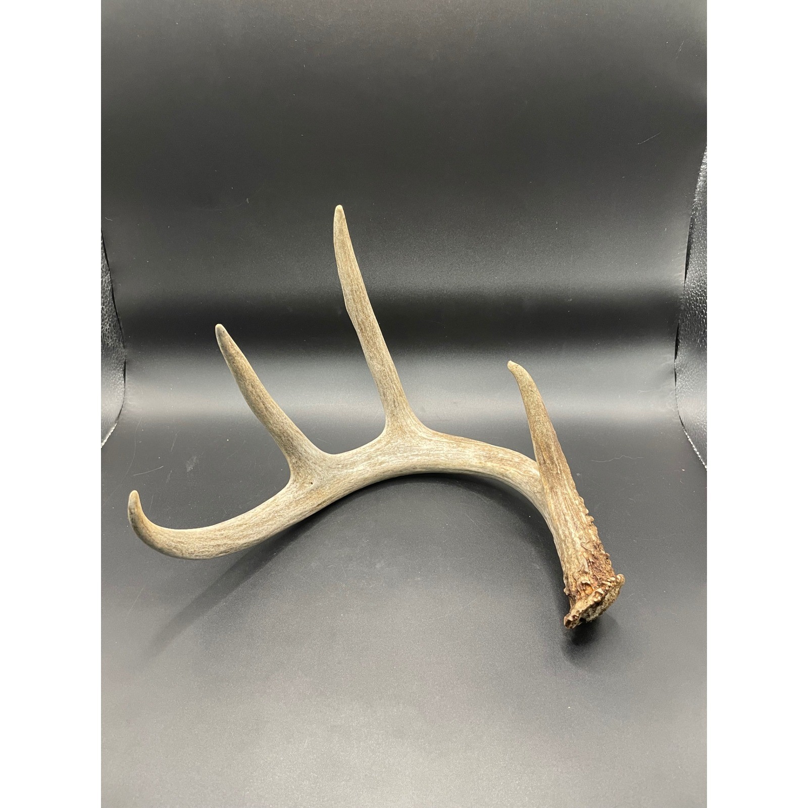 Natural Shed Deer Antler 4 Point Buck Horn Rustic Cabin Decor Crafting 9 Inch Natural Shed Deer Antler 4 Point Buck Horn Rustic Cabin Decor Crafting 9 Inch
