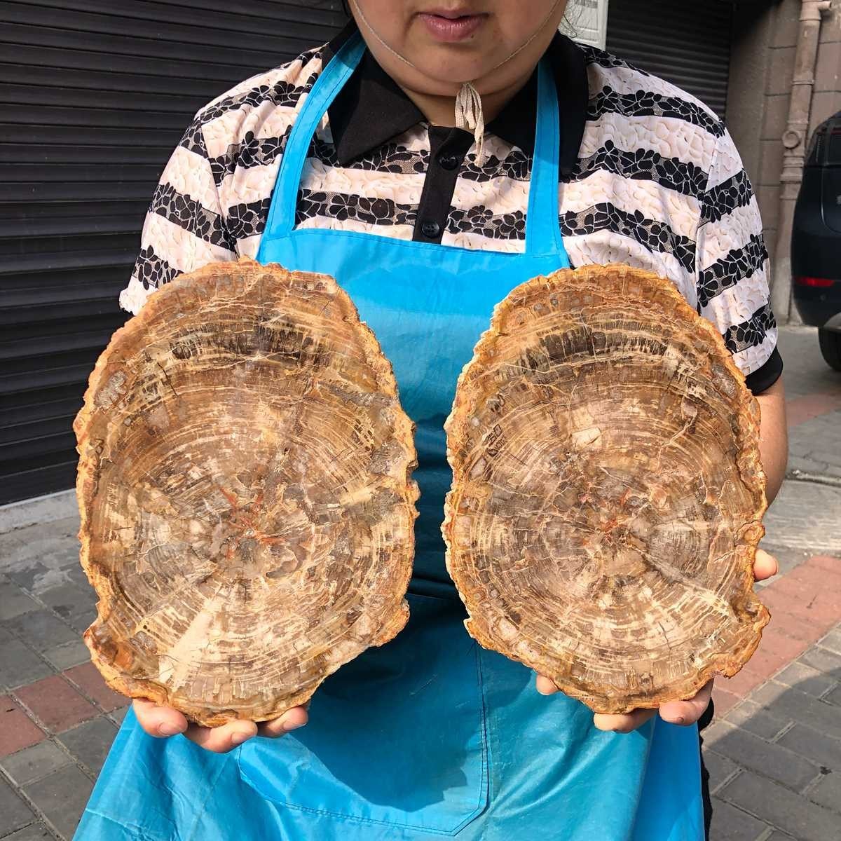 2piece Natural Petrified Wood Slab Fossil Polished Surface Tree Ring Pattern