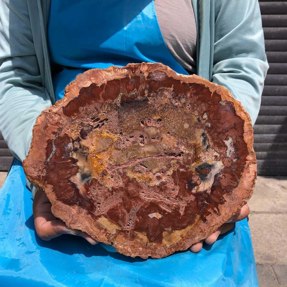 4.48LB Large Natural Petrified Wood Crystal Fossil Slice Shape Specimen Healing