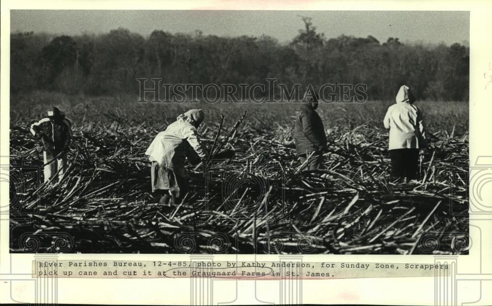 1985 Press Photo Workers pick and cut sugar cane at Graugnard Farms - nob23699 1985 Press Photo Workers pick and cut sugar cane at Graugnard Farms - nob23699