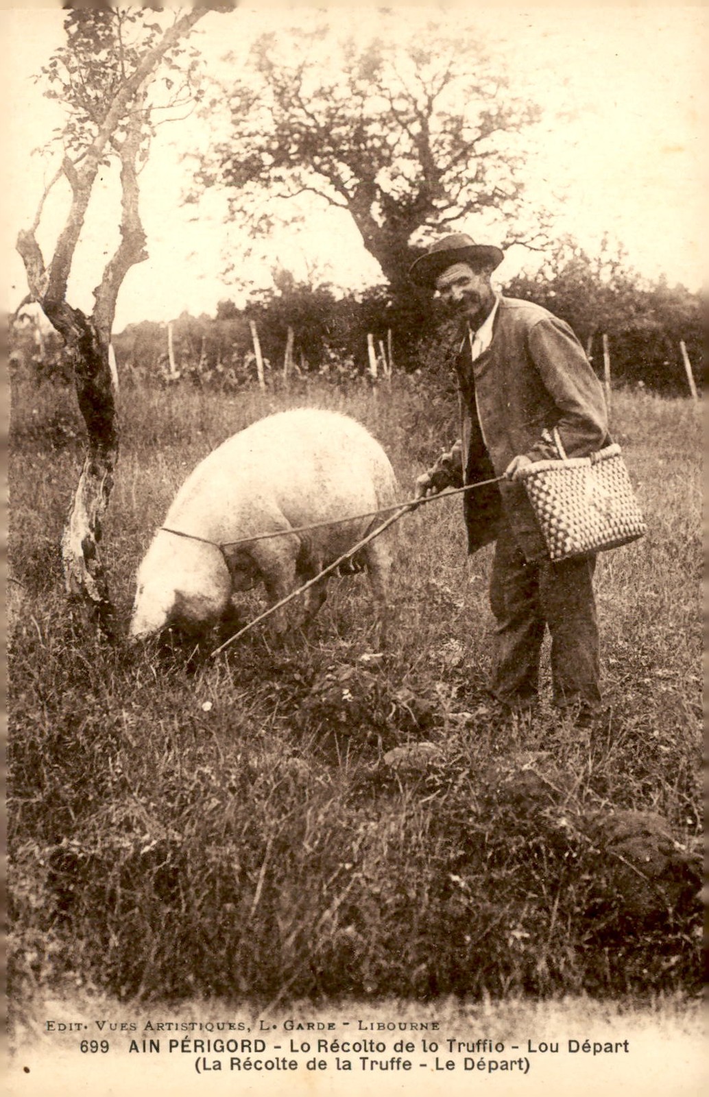 Ain Périgord Truffle Harvest Departure, L. Garde Libourne 699 Postcard Ain Périgord Truffle Harvest Departure, L. Garde Libourne 699 Postcard