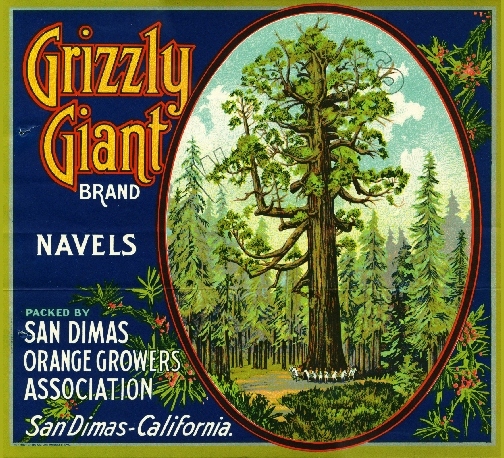 San Dimas Grizzly Giant Yosemite Orange Citrus Fruit Crate Label Art Print San Dimas Grizzly Giant Yosemite Orange Citrus Fruit Crate Label Art Print