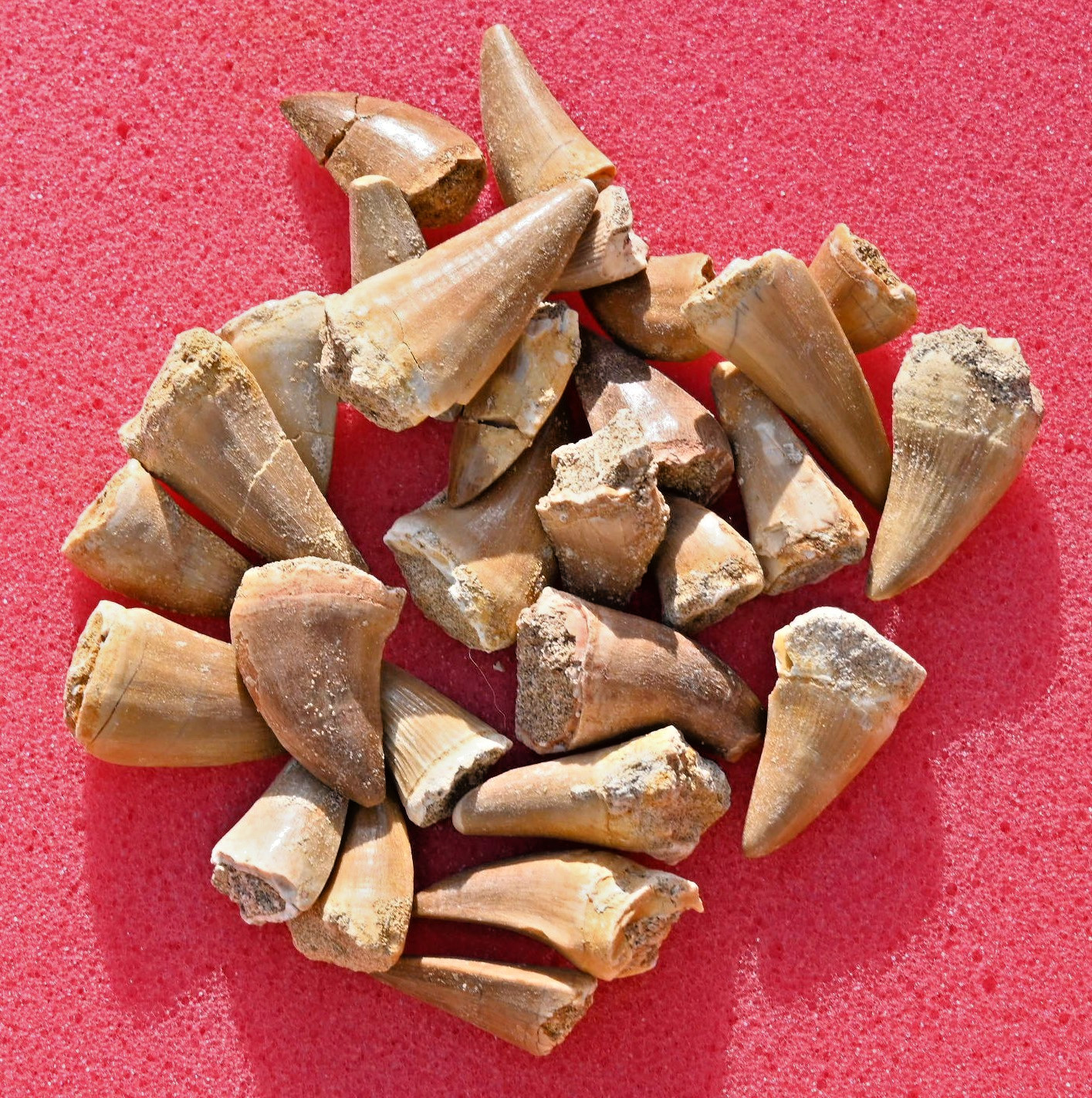 Twenty Five A++ Mosasaur teeth, from Morocco #1 Twenty Five A++ Mosasaur teeth, from Morocco #1