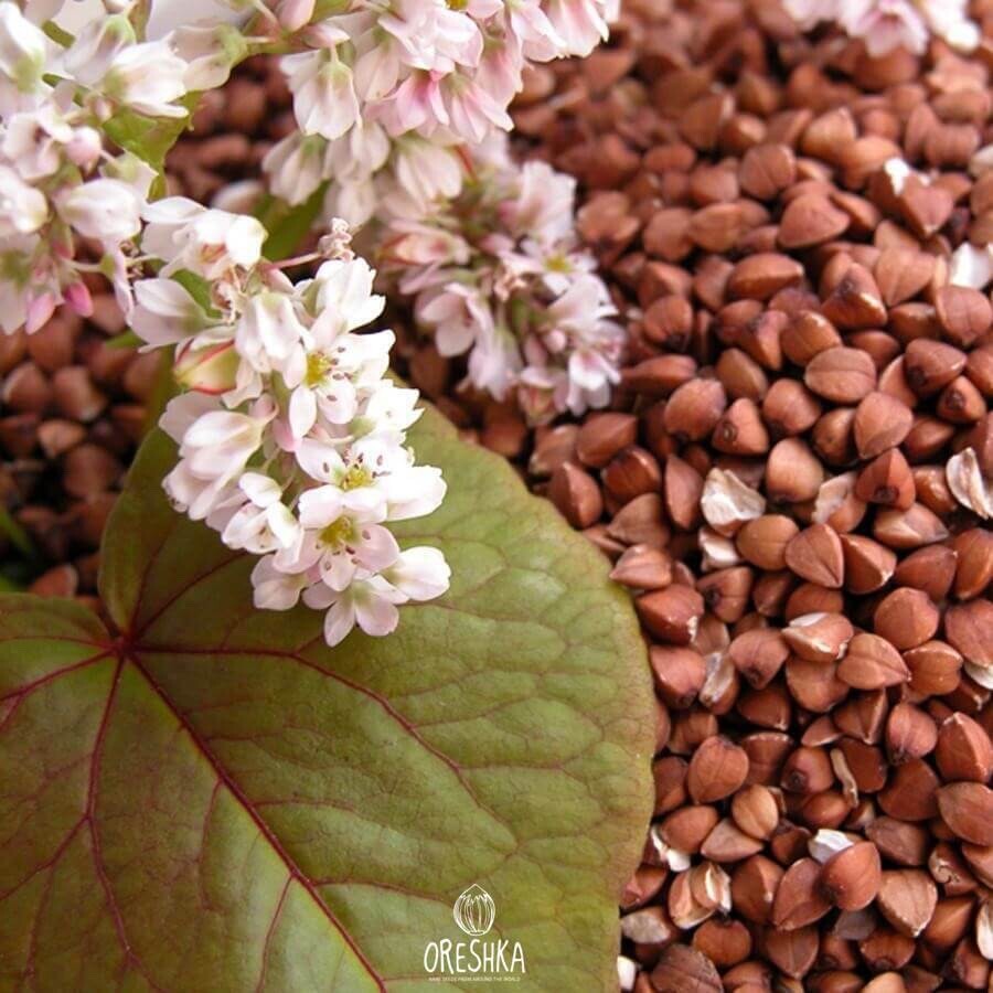 Buckwheat (Fagopyrum) 500 PCS / 1000+ PCS fresh seeds. Organic GMO free seeds