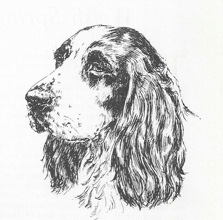 English Springer #2 - CUSTOM MATTED - 1963 Vintage Dog Art Print 0507 CLD English Springer #2 - CUSTOM MATTED - 1963 Vintage Dog Art Print 0507 CLD