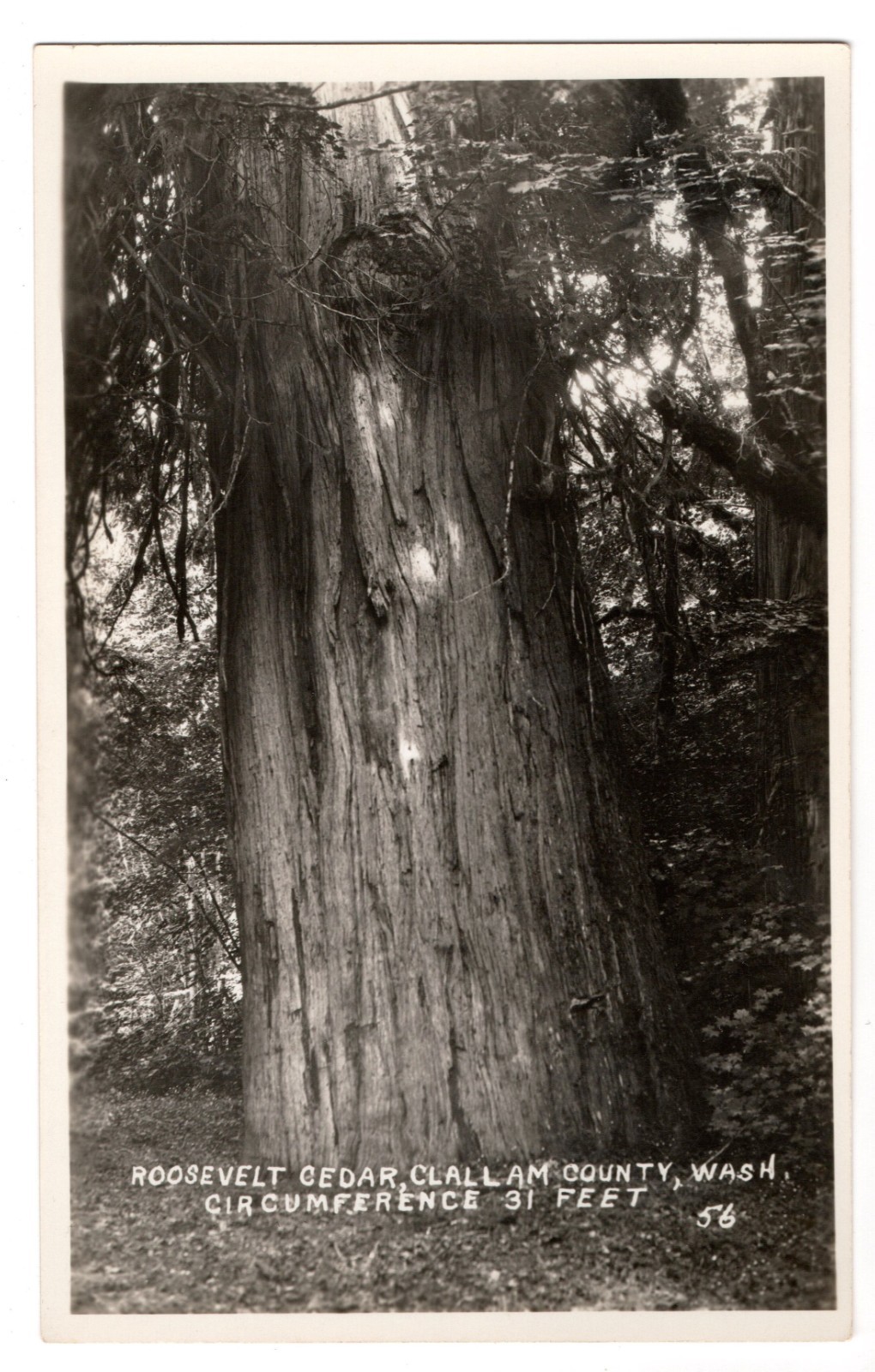 Vintage Washington State Roosevelt Cedar RPPC Postcard Clallam Co Big Tree 31 FT