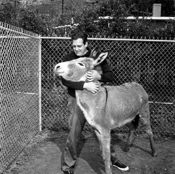 Raymond Burr relaxes on his property at home where he lives as a b- Old Photo 11