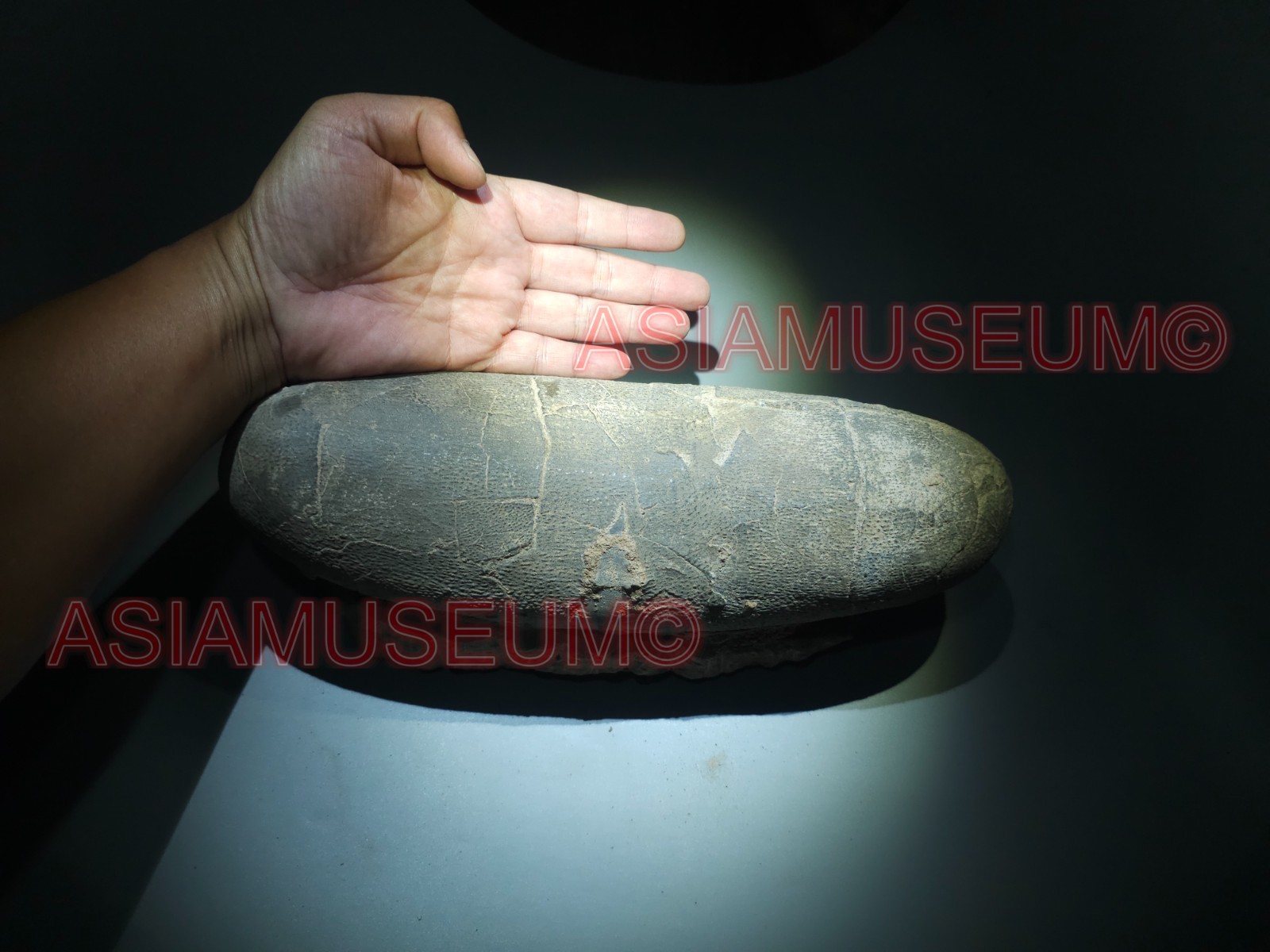 Big TARBOSAUR OVIRAPTOR RAPTOR ASIAN T-REX DINOSAUR EGG FOSSIL JURASSIC WORLD