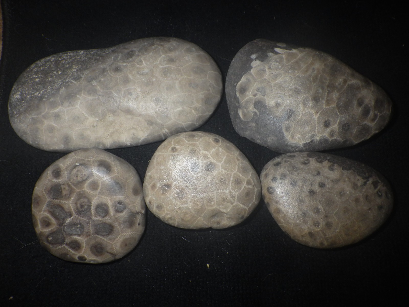 Unpolished Petoskey Stones Almost 2 Pounds