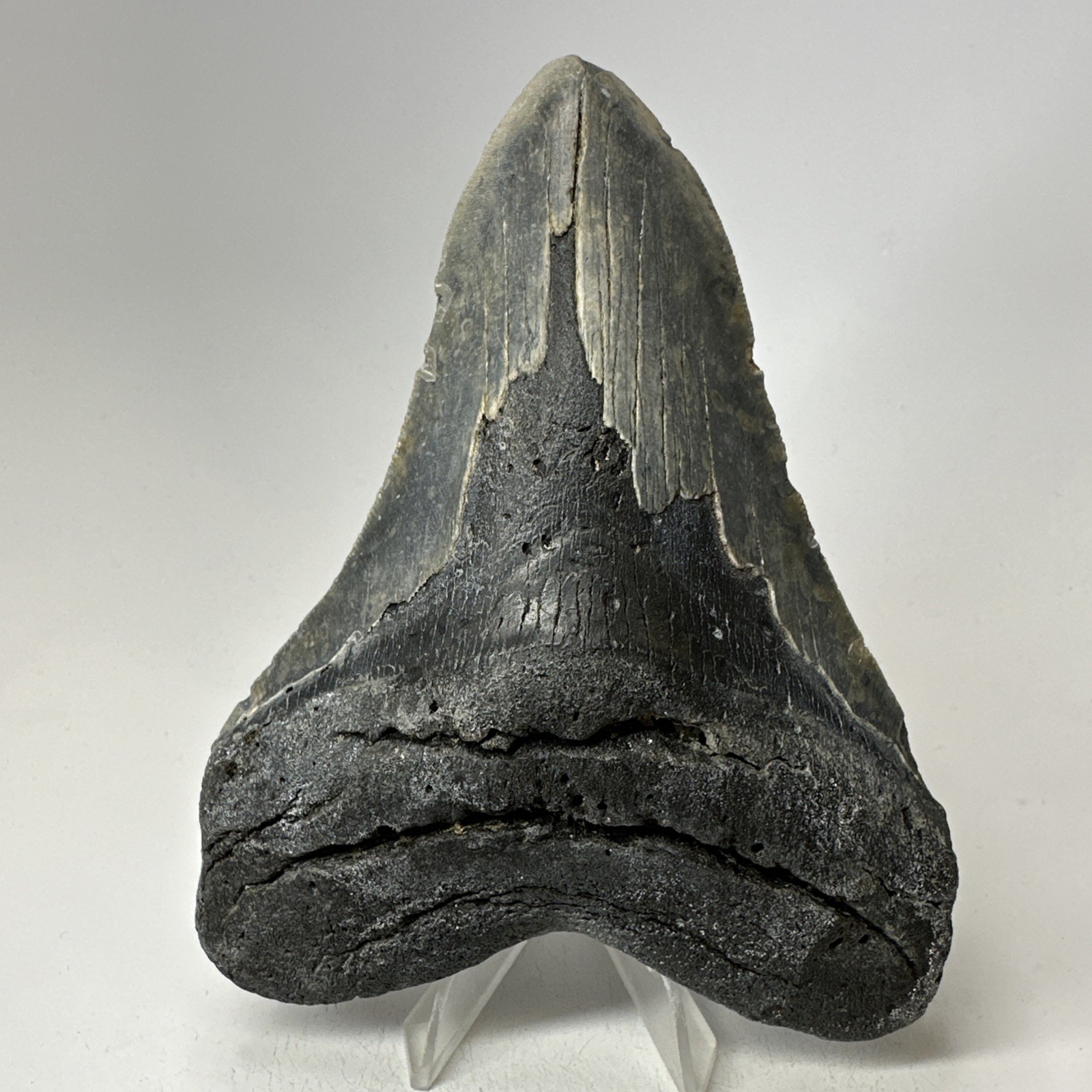 Megalodon Shark Tooth 5.40 Inch - Amazing - Serrated Fossil - Authentic 20082