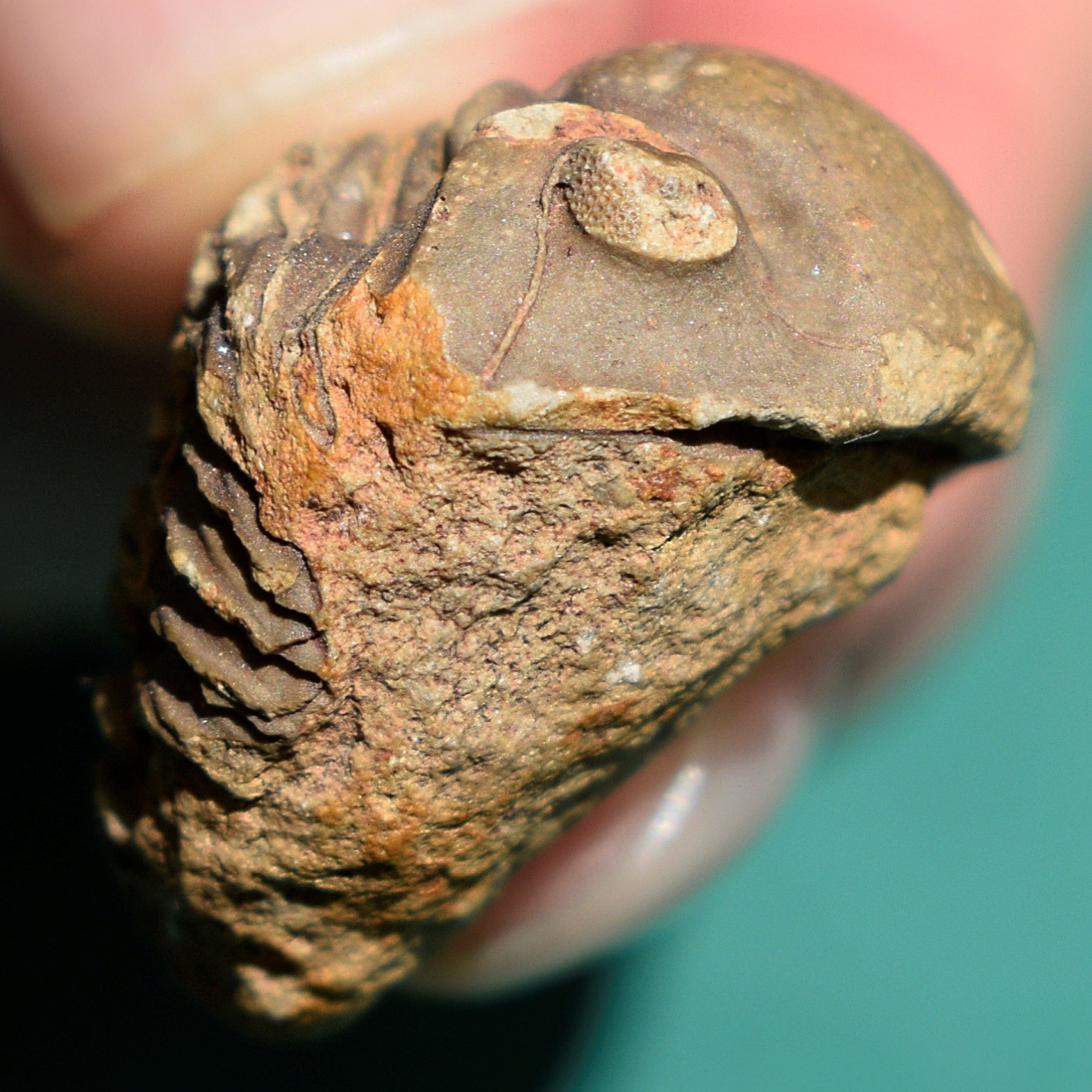 Trilobite, Vogesina aspera: ultra rare Bolivia devonian trilobite fossil Trilobite, Vogesina aspera: ultra rare Bolivia devonian trilobite fossil