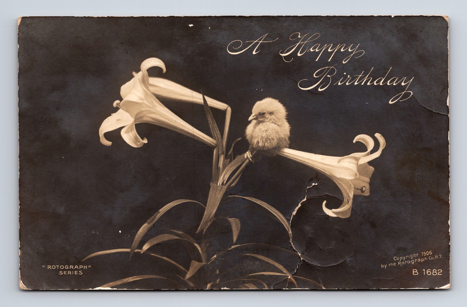 c1908 RPPC Happy Birthday Chick on Easter Lilly Flowers ROTOGRAPH Postcard c1908 RPPC Happy Birthday Chick on Easter Lilly Flowers ROTOGRAPH Postcard