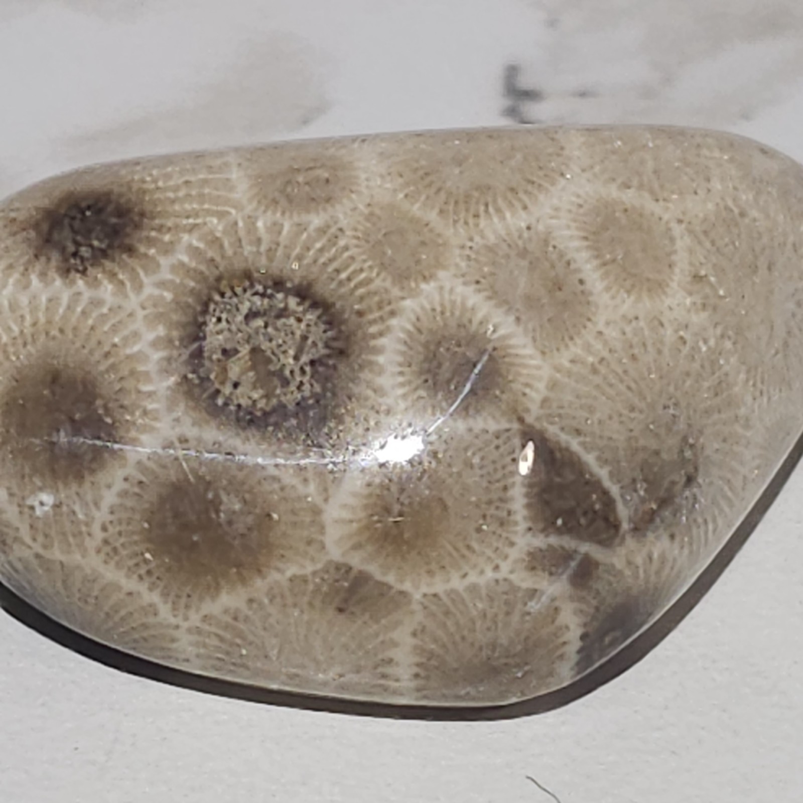 Michigan Polished Petoskey Stone Hexagonaria .8 Oz Michigan Polished Petoskey Stone Hexagonaria .8 Oz