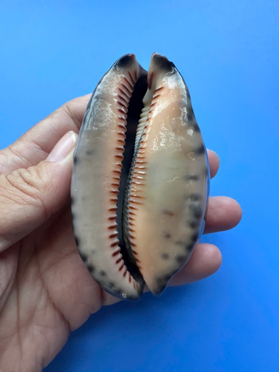 83.1mm | Mauritia arabica asiatica | TRUE GIANT size | F+++ | RARE | Nice Shell