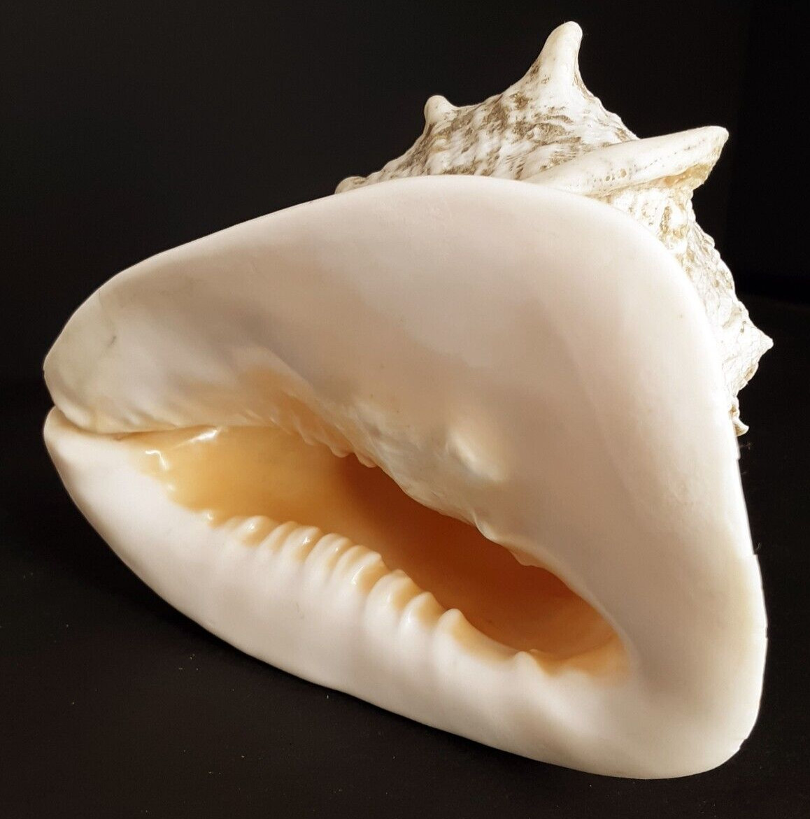 Gorgeous Horned Queen Helmet Conch Sea Shell 6 5/8