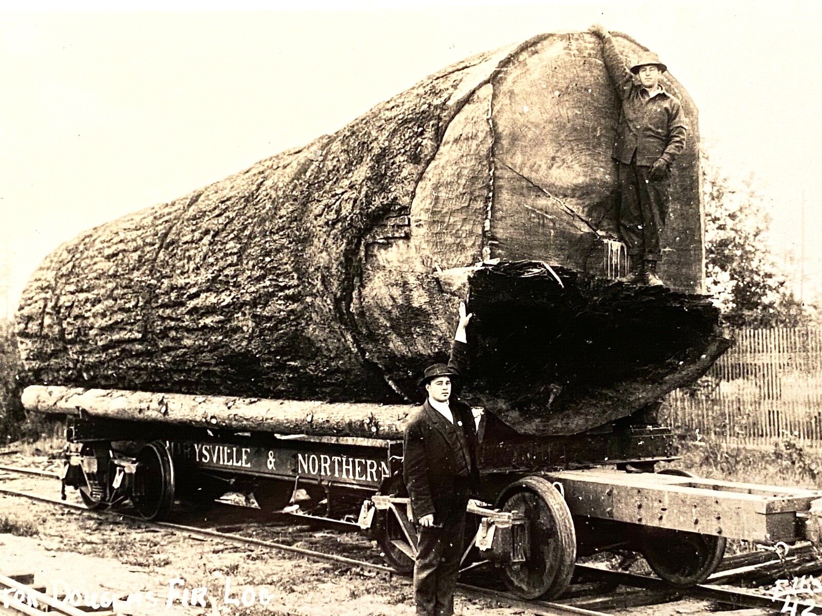 1910 RPPC Logging Douglas Fir Log Antique Real Photo Postcard Washington Train 1910 RPPC Logging Douglas Fir Log Antique Real Photo Postcard Washington Train