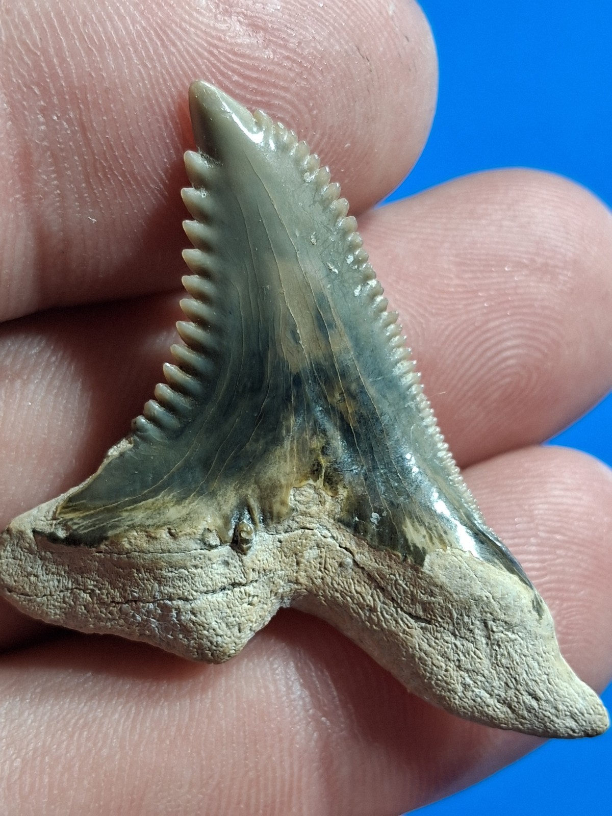 Beautiful Venice Golden Beach Hemipristis Fossil Sharks Tooth 1.72