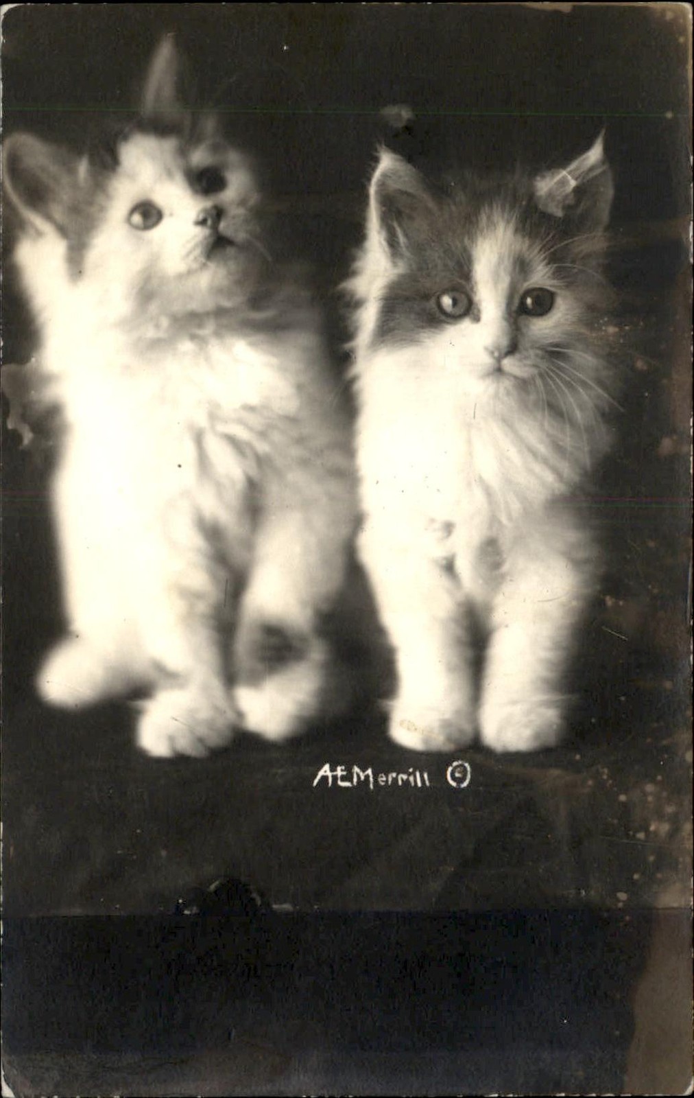Two fluffy kittens Studio Image c1930s-40s Real Photo Vintage Postcard