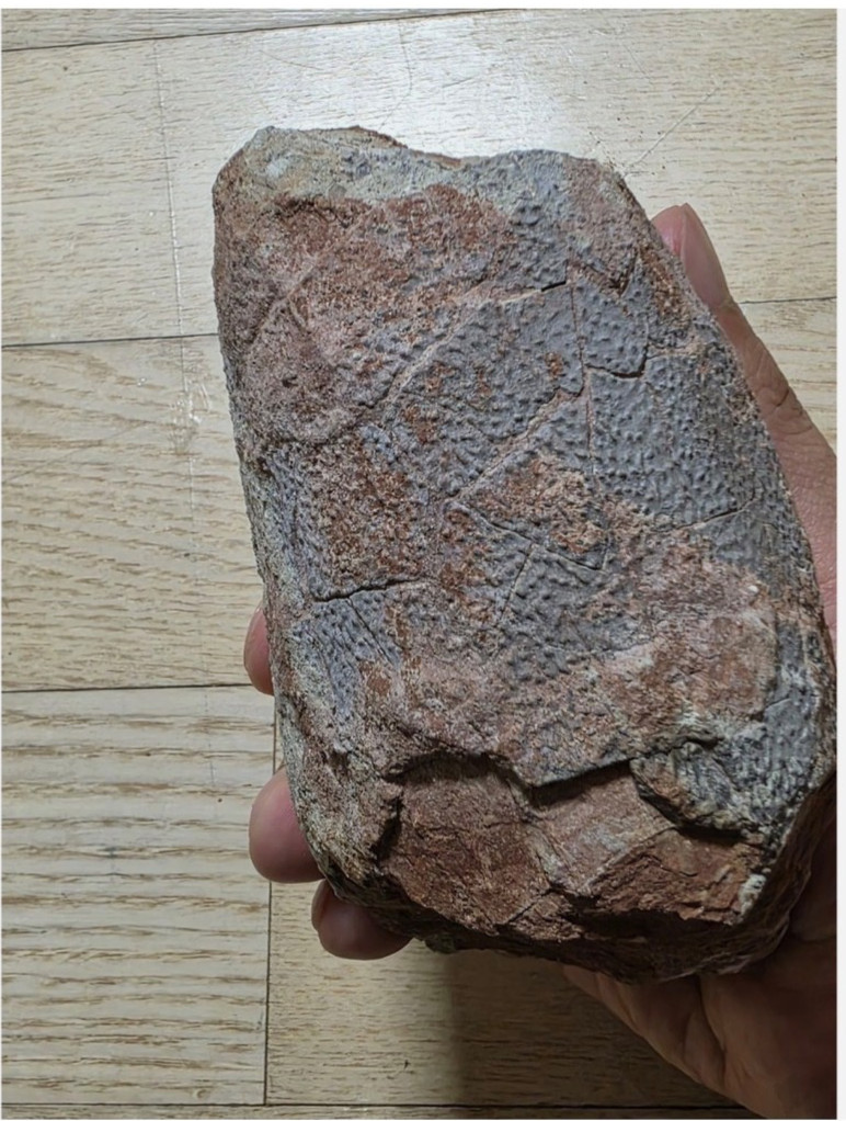 Oviraptor Dinosaur Egg (Macroolithus Yaotunensis) Heyuannia sp. China Fossil