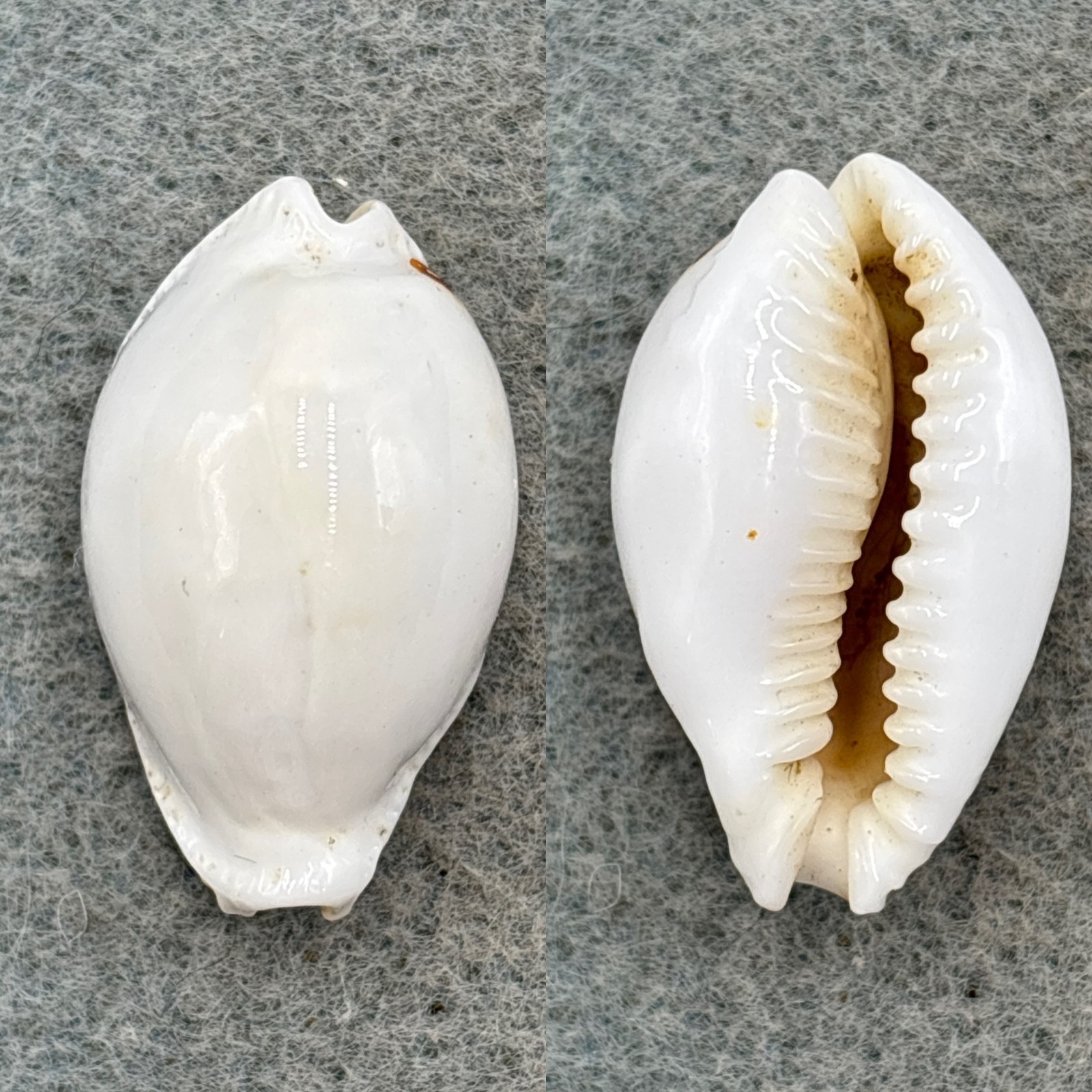 #2 Cypraea eburnea 29mm F Beqa Island, Fiji