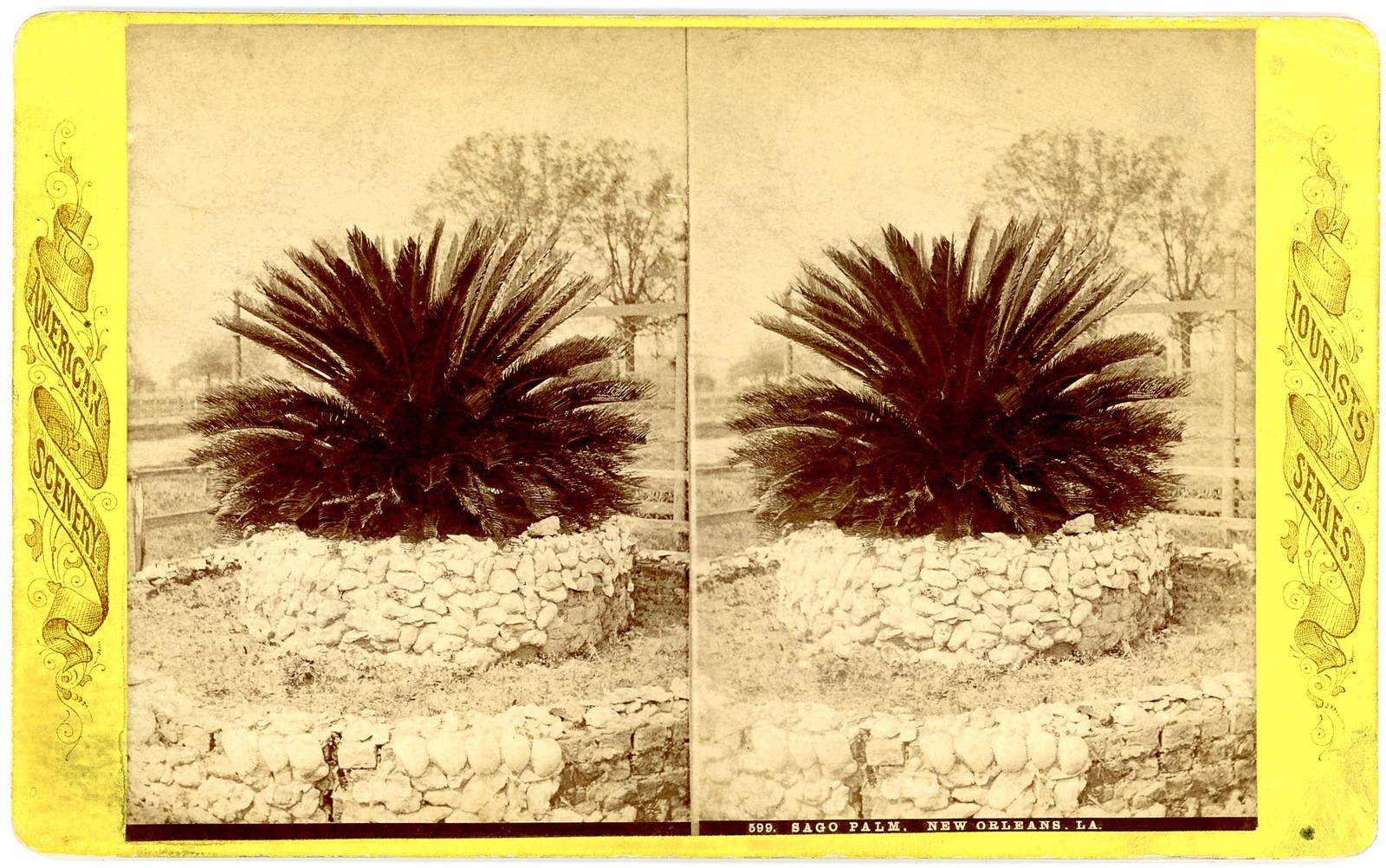 LOUISIANA STEREOVIEW - New Orleans - Sago Palm - 1880s