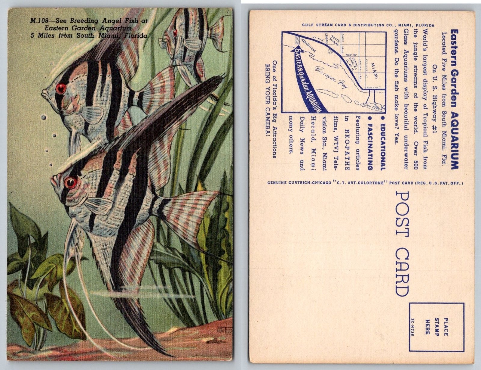 Angel Fish Eastern Garden Aquarium South Miami Florida Postcard Angel Fish Eastern Garden Aquarium South Miami Florida Postcard