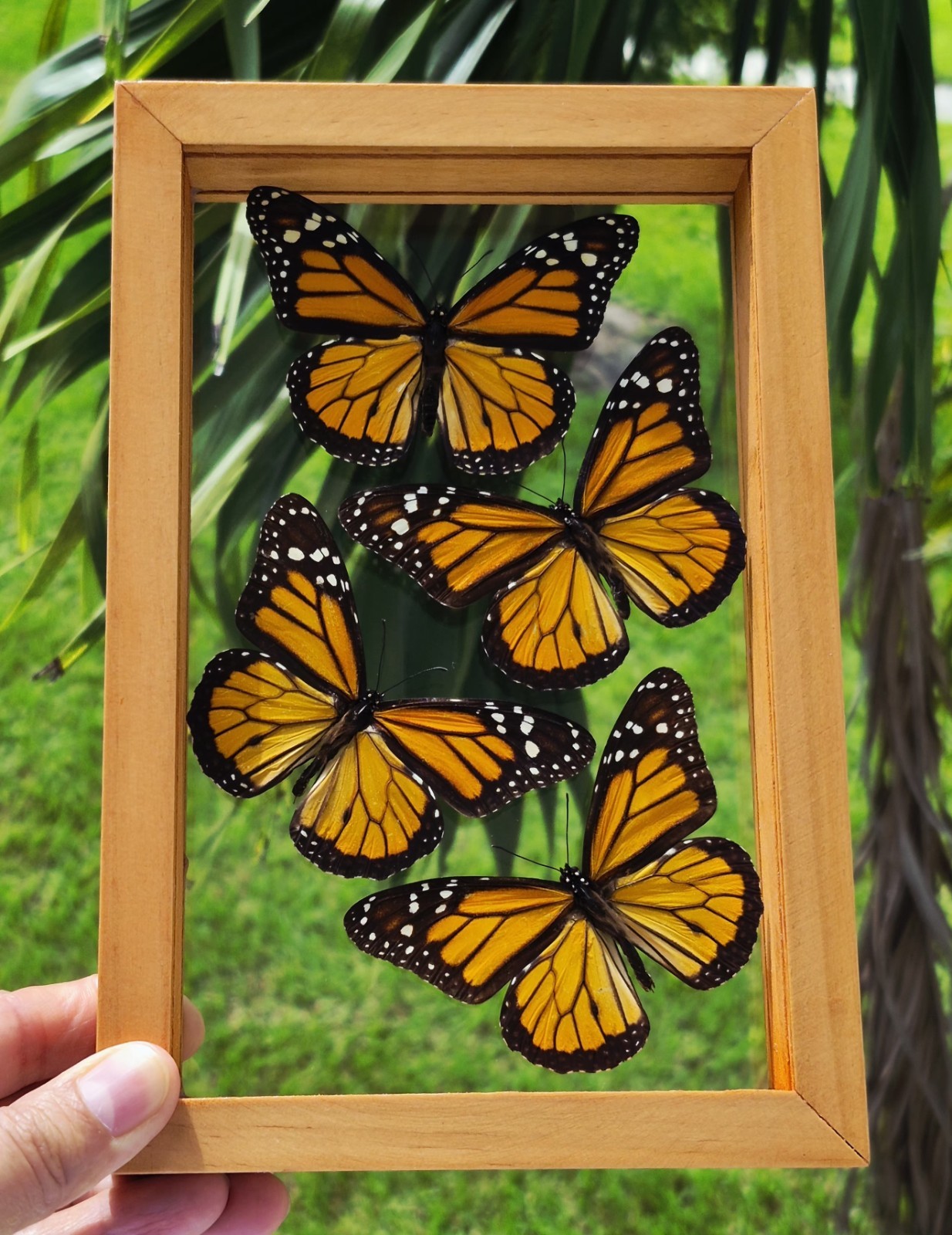 REAL FRAMED BUTTERFLIES 4 MONARCH AMAZING BUTTERFLIES MOUNTED DOUBLE GLASS REAL FRAMED BUTTERFLIES 4 MONARCH AMAZING BUTTERFLIES MOUNTED DOUBLE GLASS