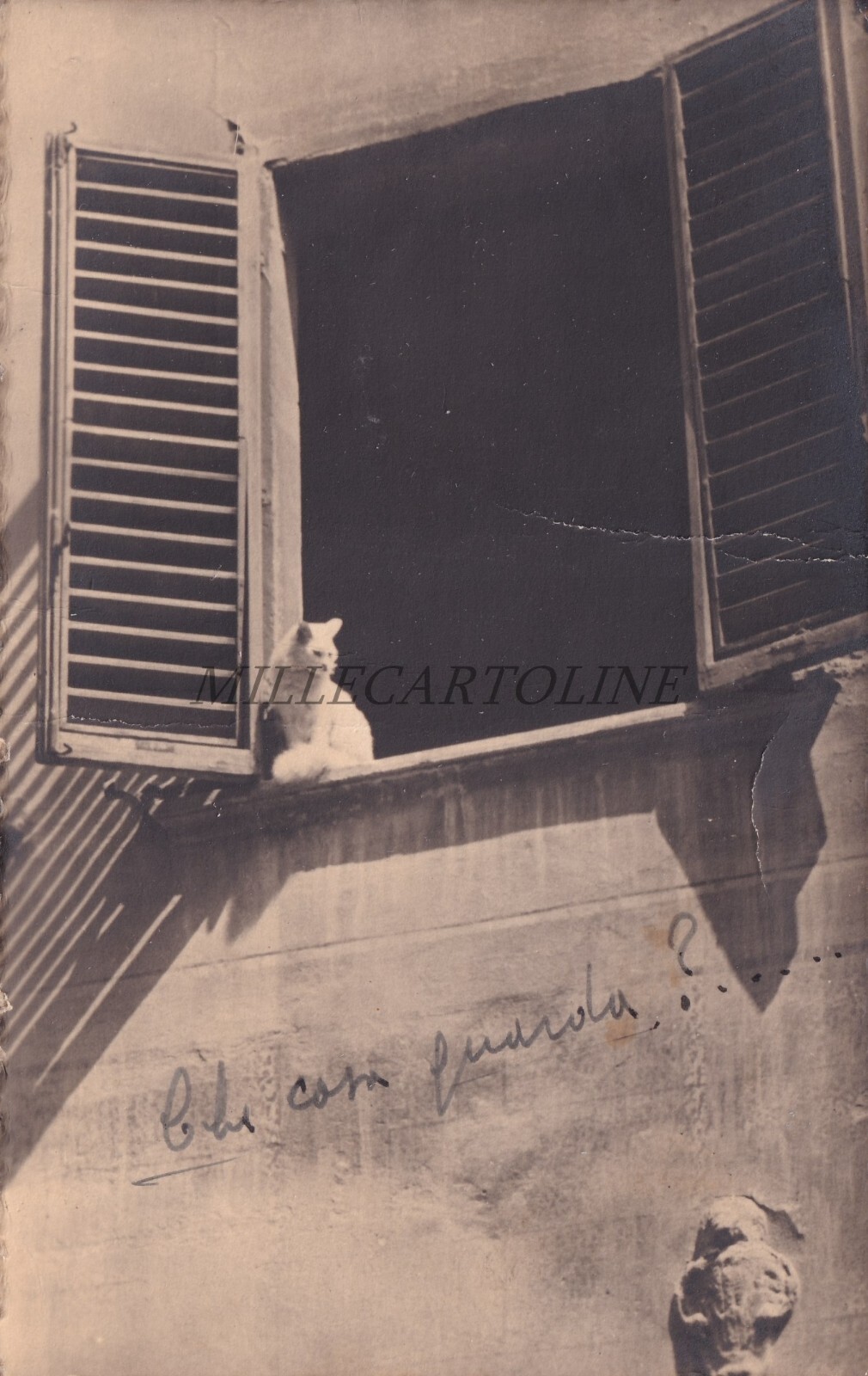NOVARA - Cat at the Window, Photo Postcard 1943 NOVARA - Cat at the Window, Photo Postcard 1943