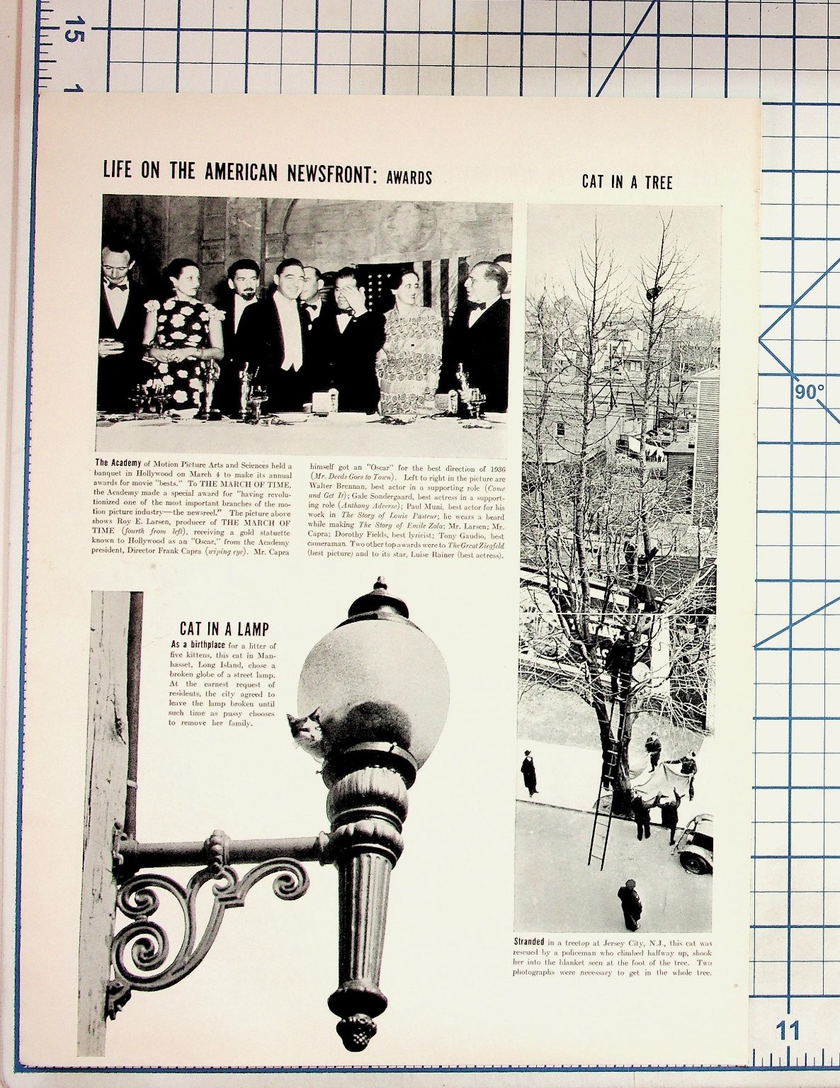 1937 Magazine Page Oscars Frank Capra Cat in Lamp Jersey City Cat in Tree 1937 Magazine Page Oscars Frank Capra Cat in Lamp Jersey City Cat in Tree