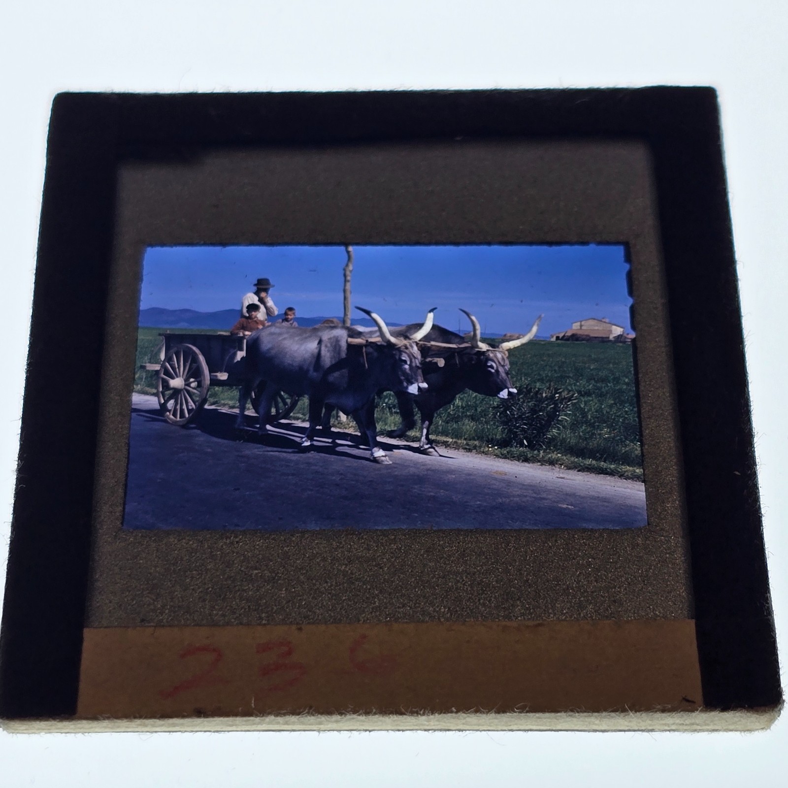 Vintage Italy Oxen Bullock Cart Farmer Children Rural Life Original Color Slide