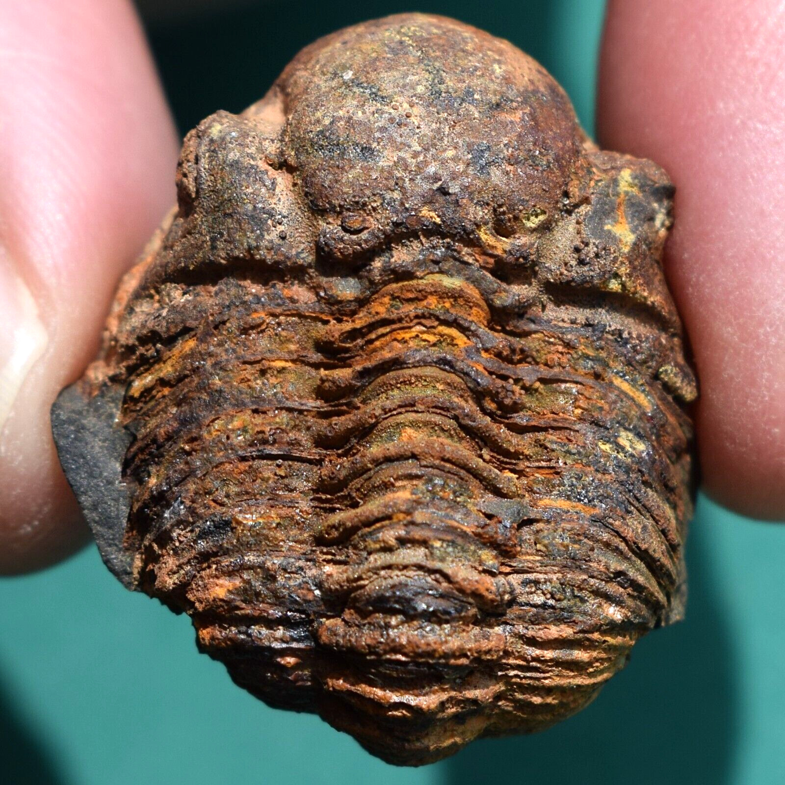Trilobite, Vogesina aspera: Bolivia devonian trilobite fossil Trilobite, Vogesina aspera: Bolivia devonian trilobite fossil