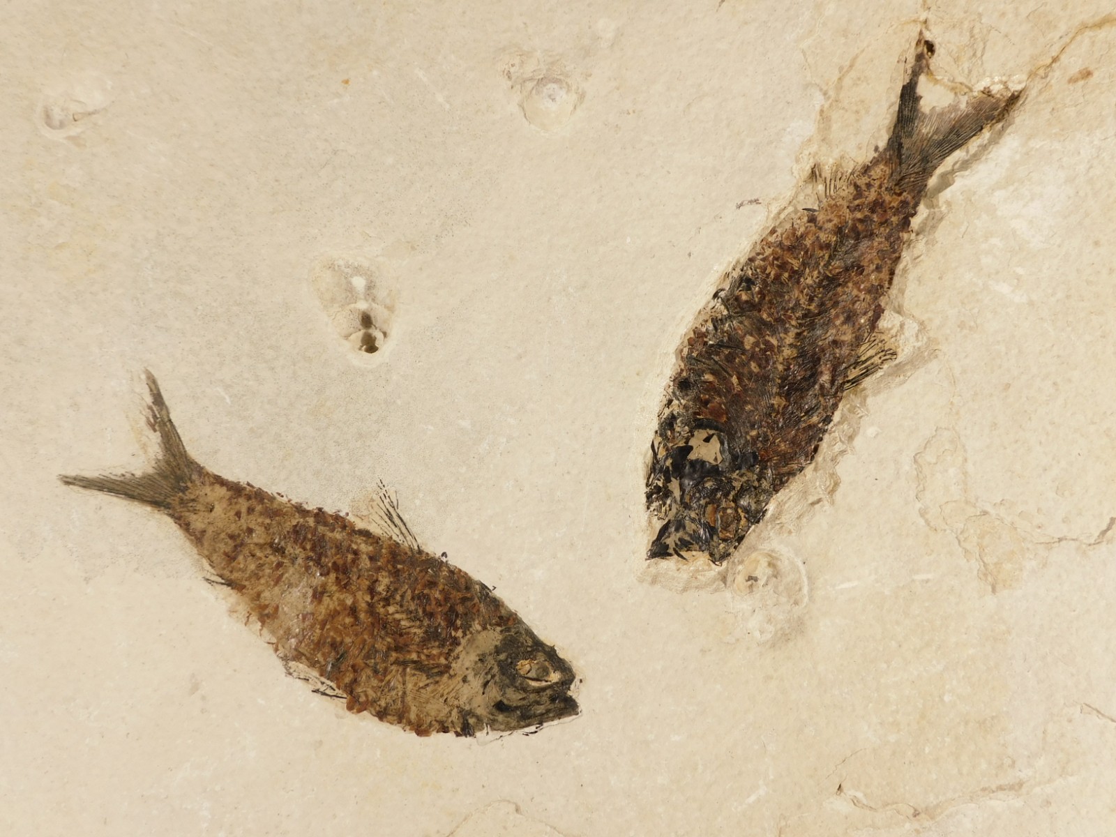TWO Larger 50 Million Year Old FISH Fossils on Big Matrix From Wyoming 1775gr