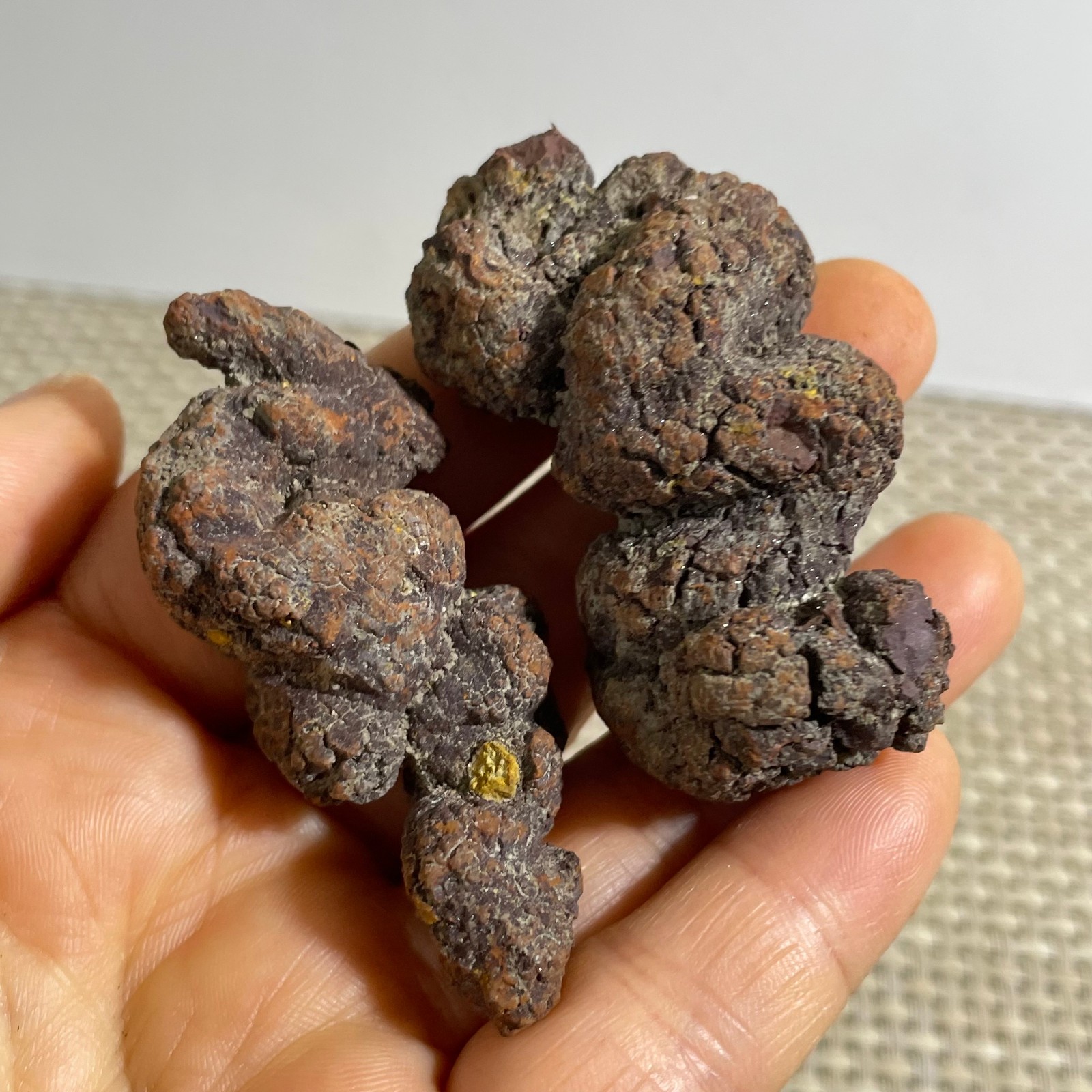 84g Top Best Rare dung coprolite Poop specimen a16