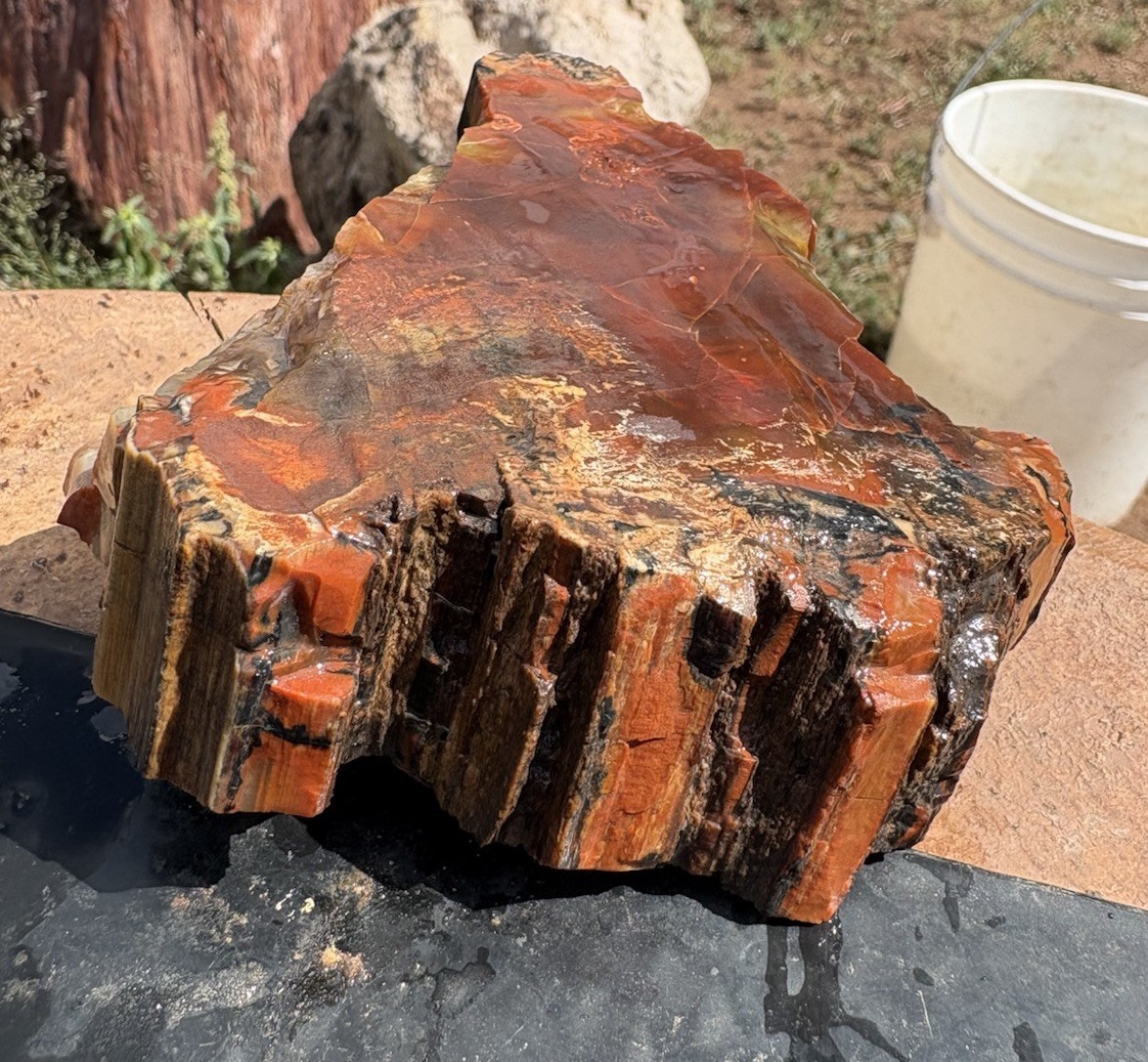 ☘️RR⛏️: Top Quality Arizona Rainbow Petrified Wood 1.75 Lb 🌈 ☘️RR⛏️: Top Quality Arizona Rainbow Petrified Wood 1.75 Lb 🌈
