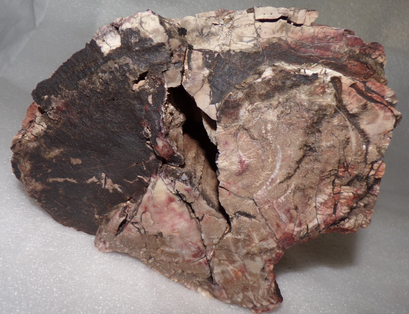 Large 9 Lb 7 oz Petrified Wood North Eastern AZ w/Large Void for Display Large 9 Lb 7 oz Petrified Wood North Eastern AZ w/Large Void for Display