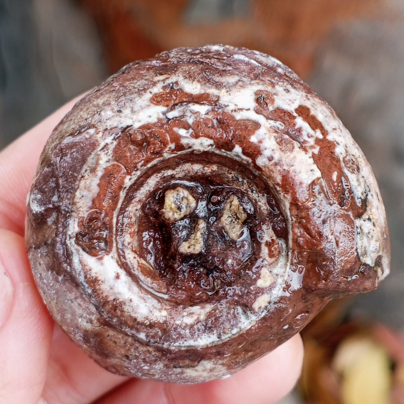 AMAZING RARE 50G BULK WHOLE ROUGH PERMIAN AMMONITE FOSSIL MOLLUSCA