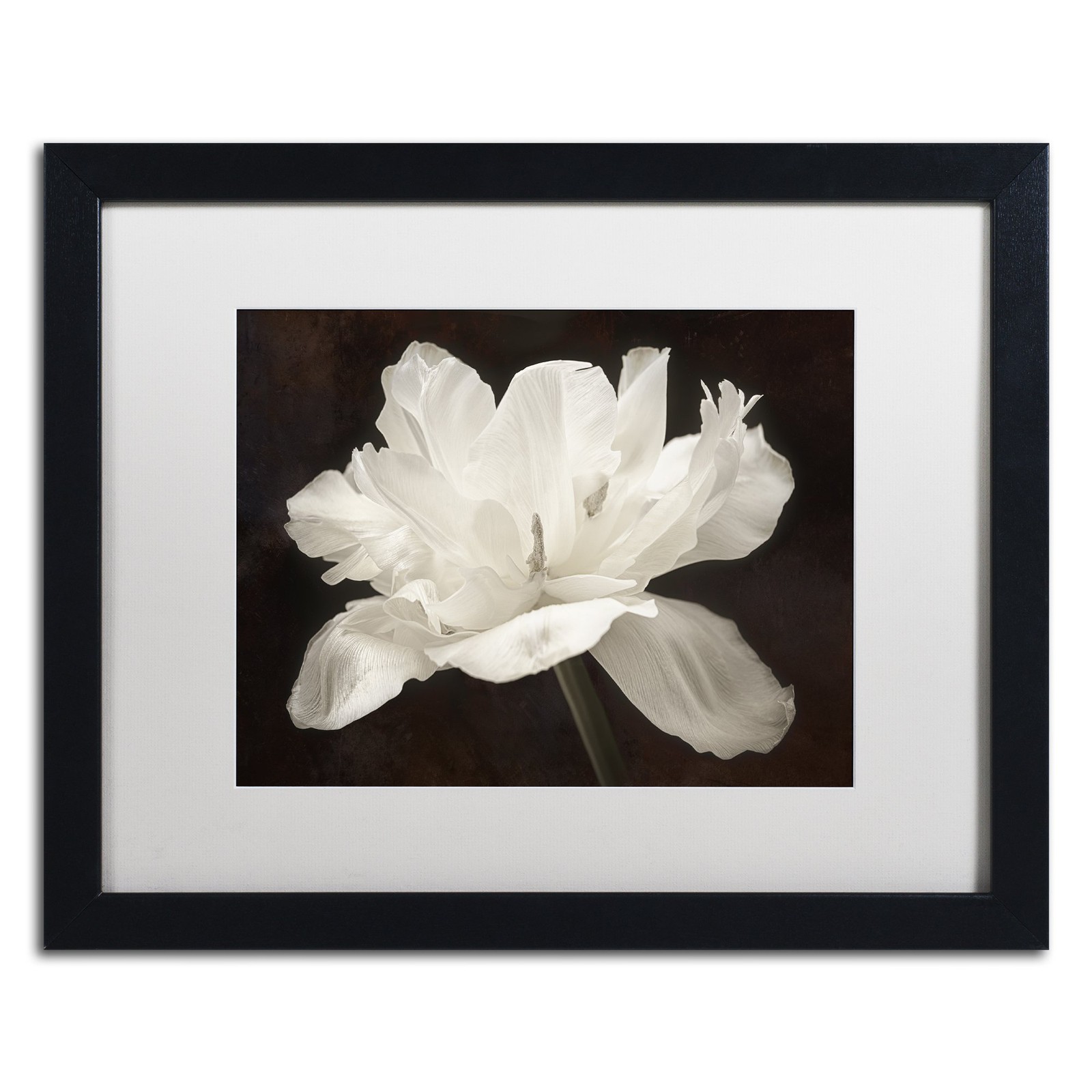 Trademark Fine Art White Tulip I White Matted Black Frame 16x20 Trademark Fine Art White Tulip I White Matted Black Frame 16x20